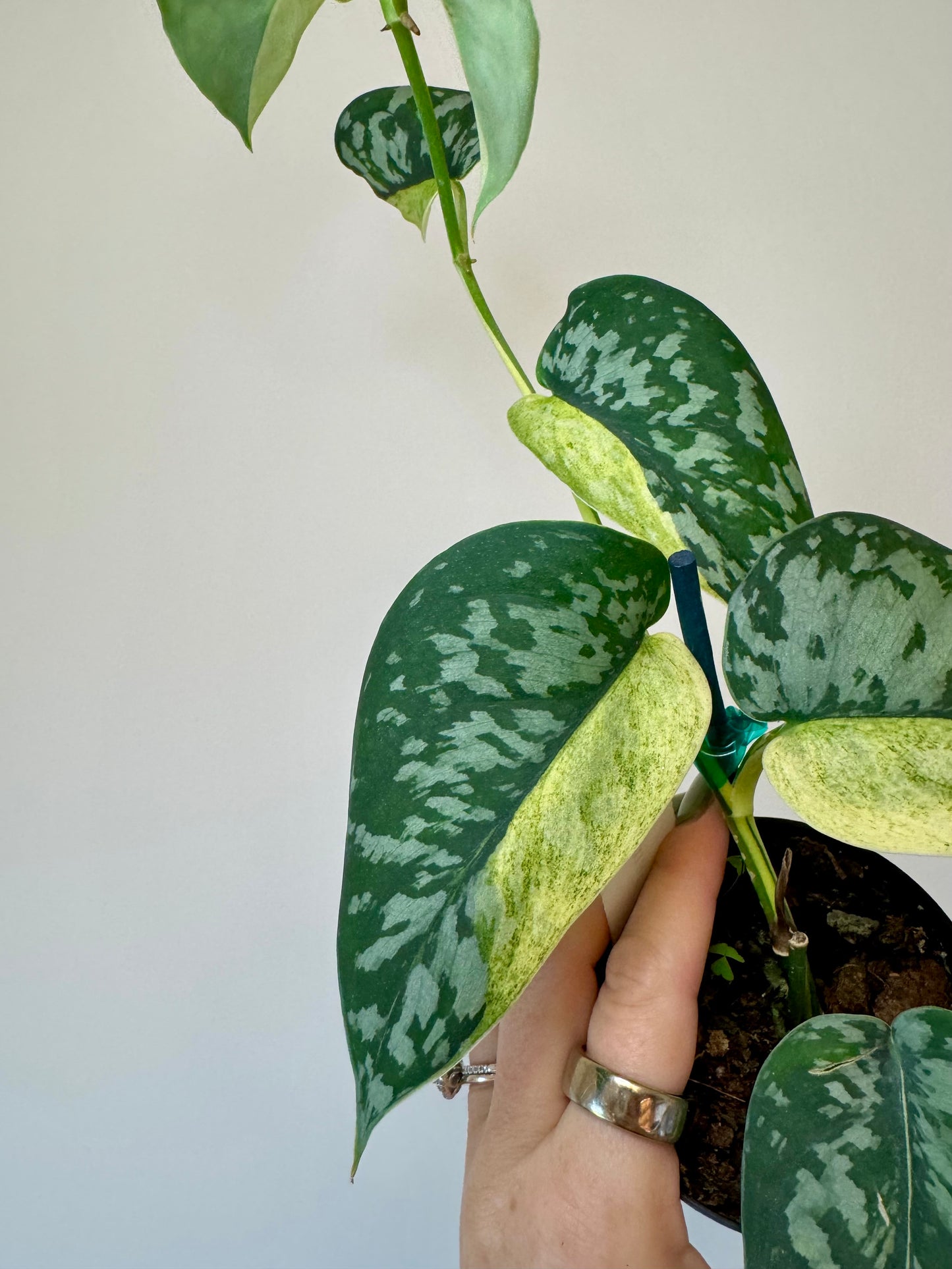 3” Scindapsus Maharlika