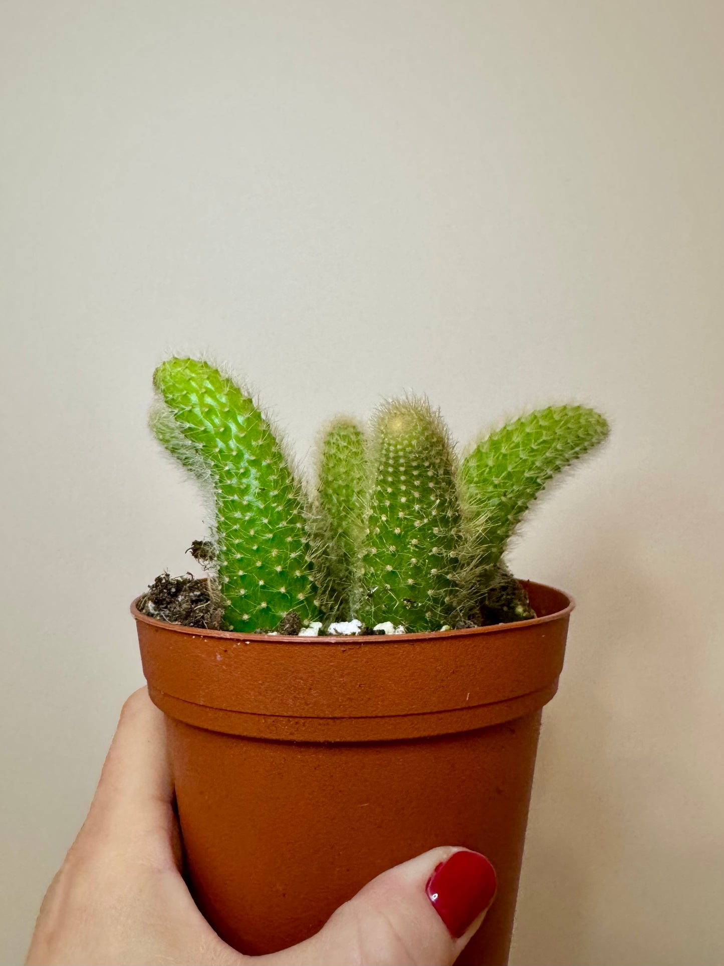 4” Monkey Tail Cactus