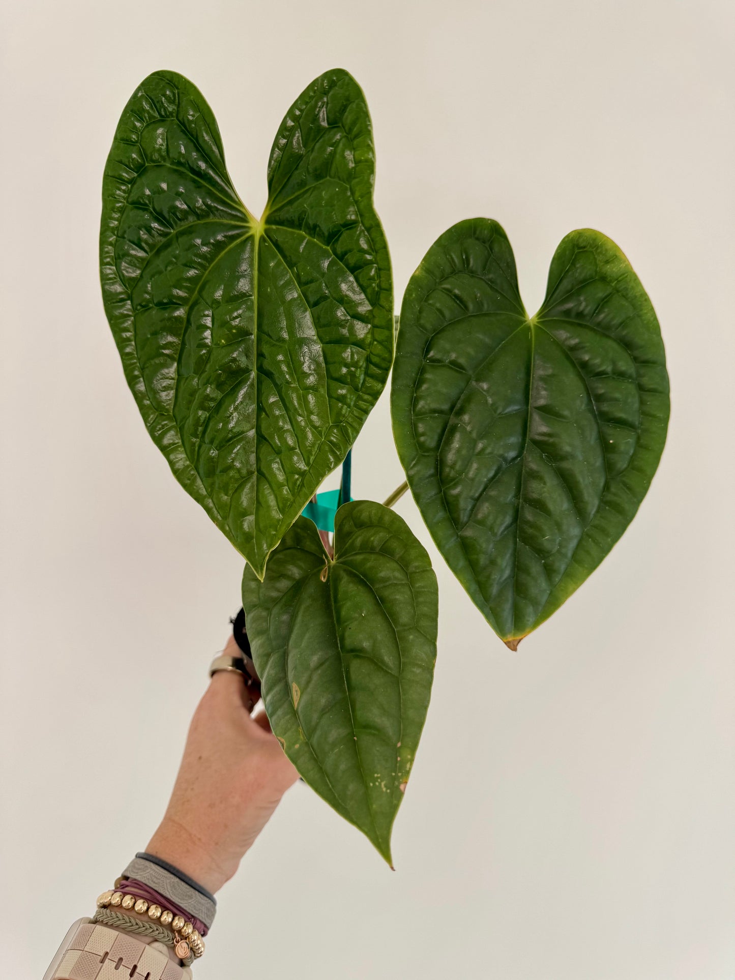 4" Anthurium Luxurians 'Dark Velvet'