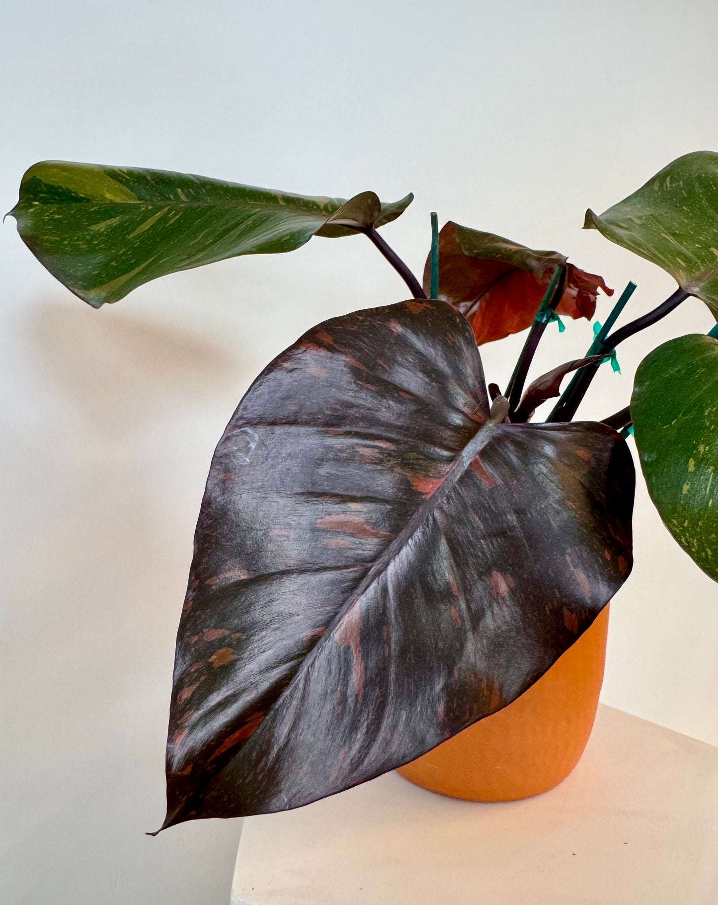 6" Philodendron 'Orange Princess' Variegated