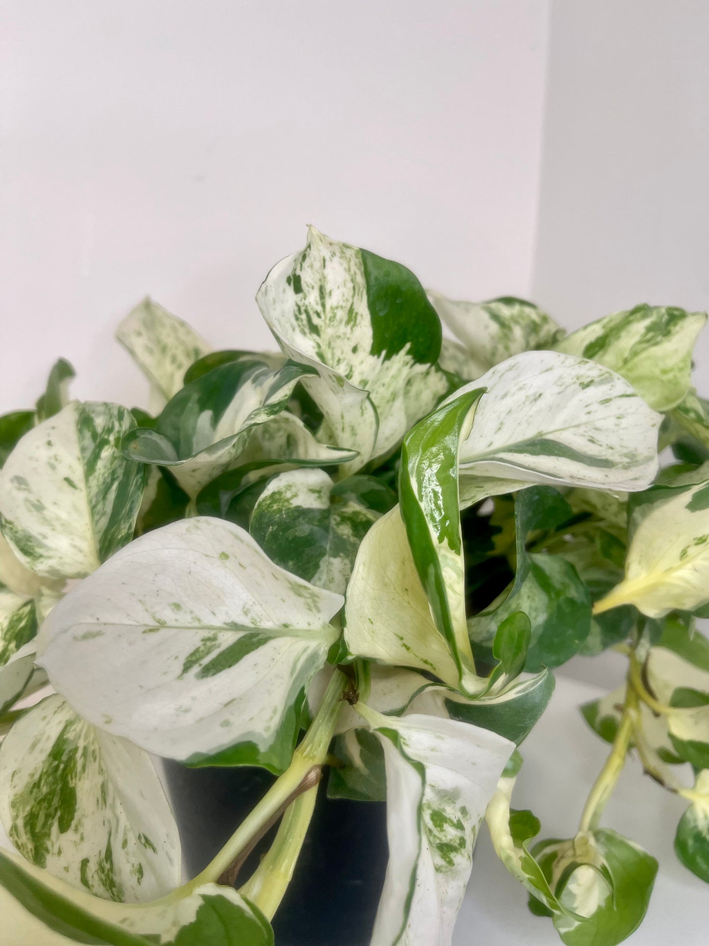 8” Manjula Pothos
