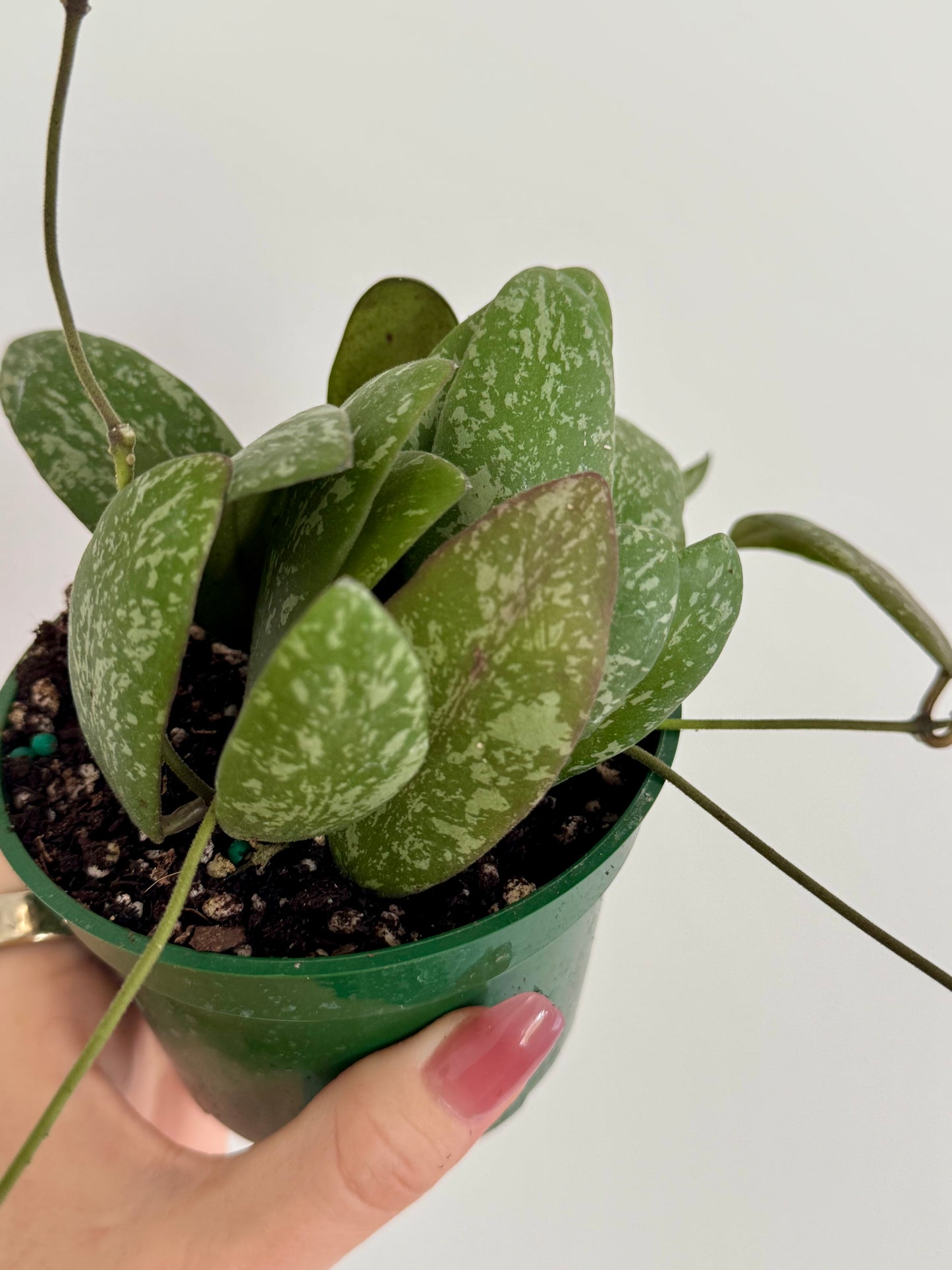4” Hoya Sigillatis ʼRound Formʼ