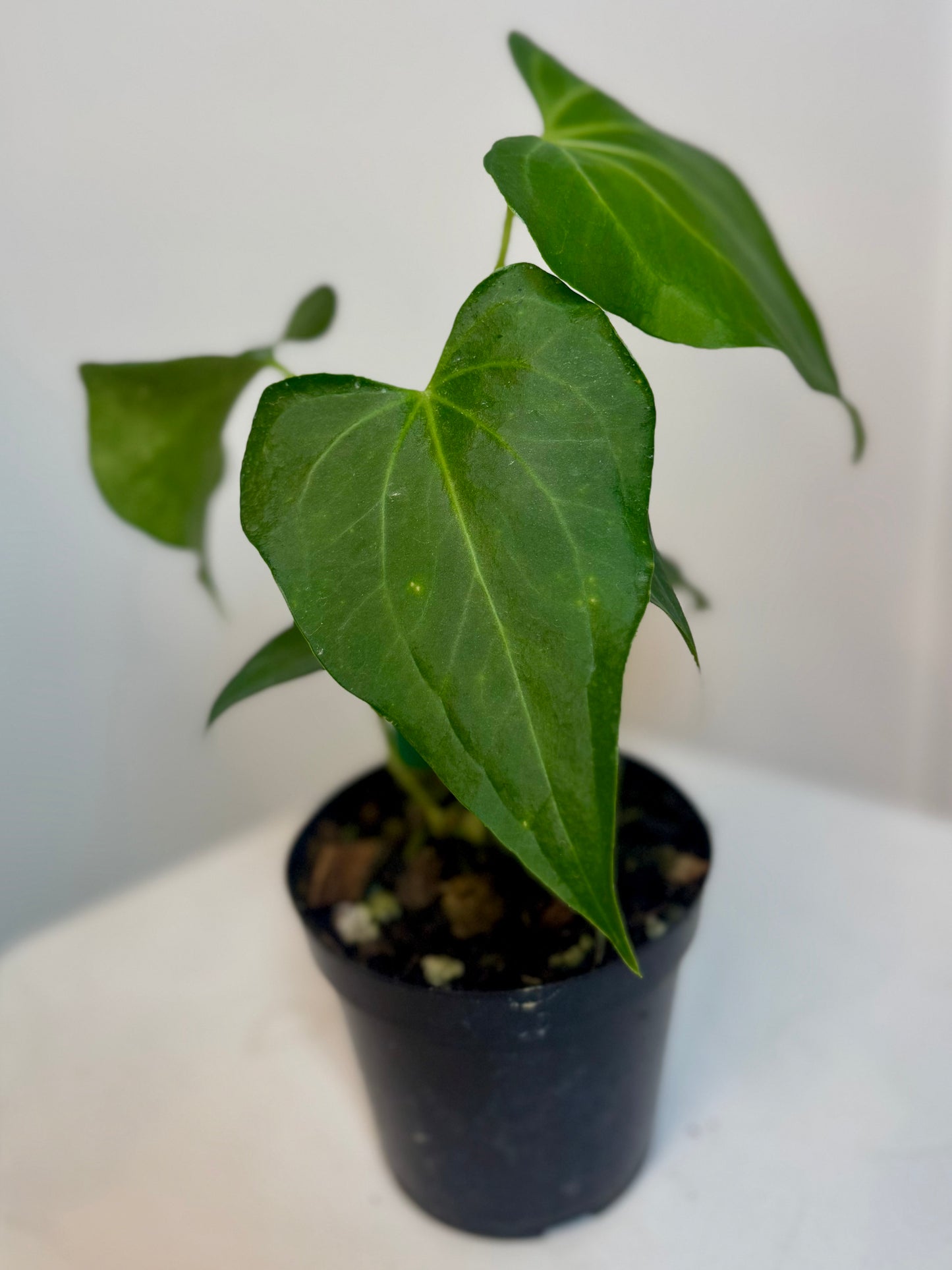 3" Anthurium Delta Force