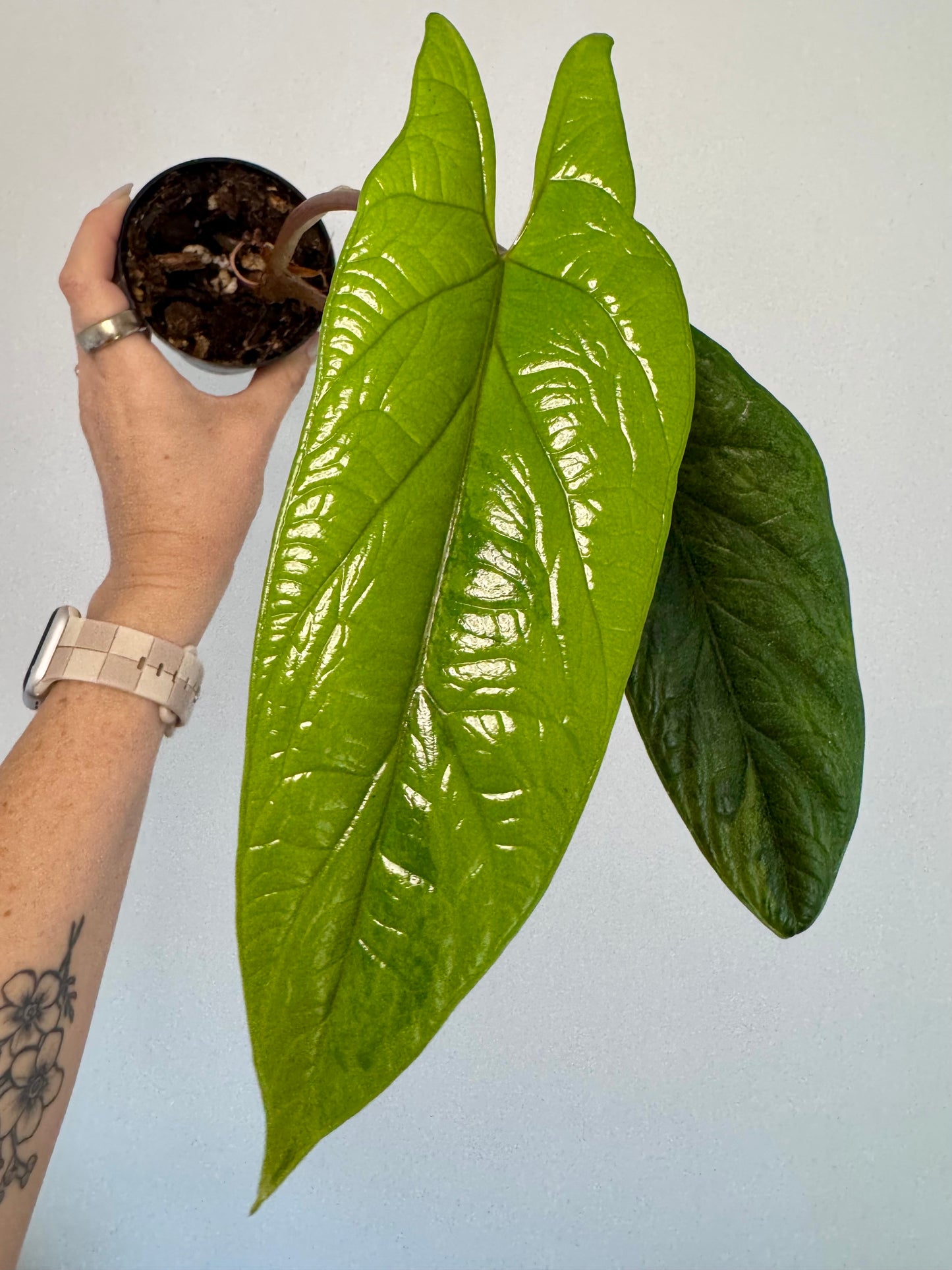 3” Alocasia scalprum ‘Aurea’