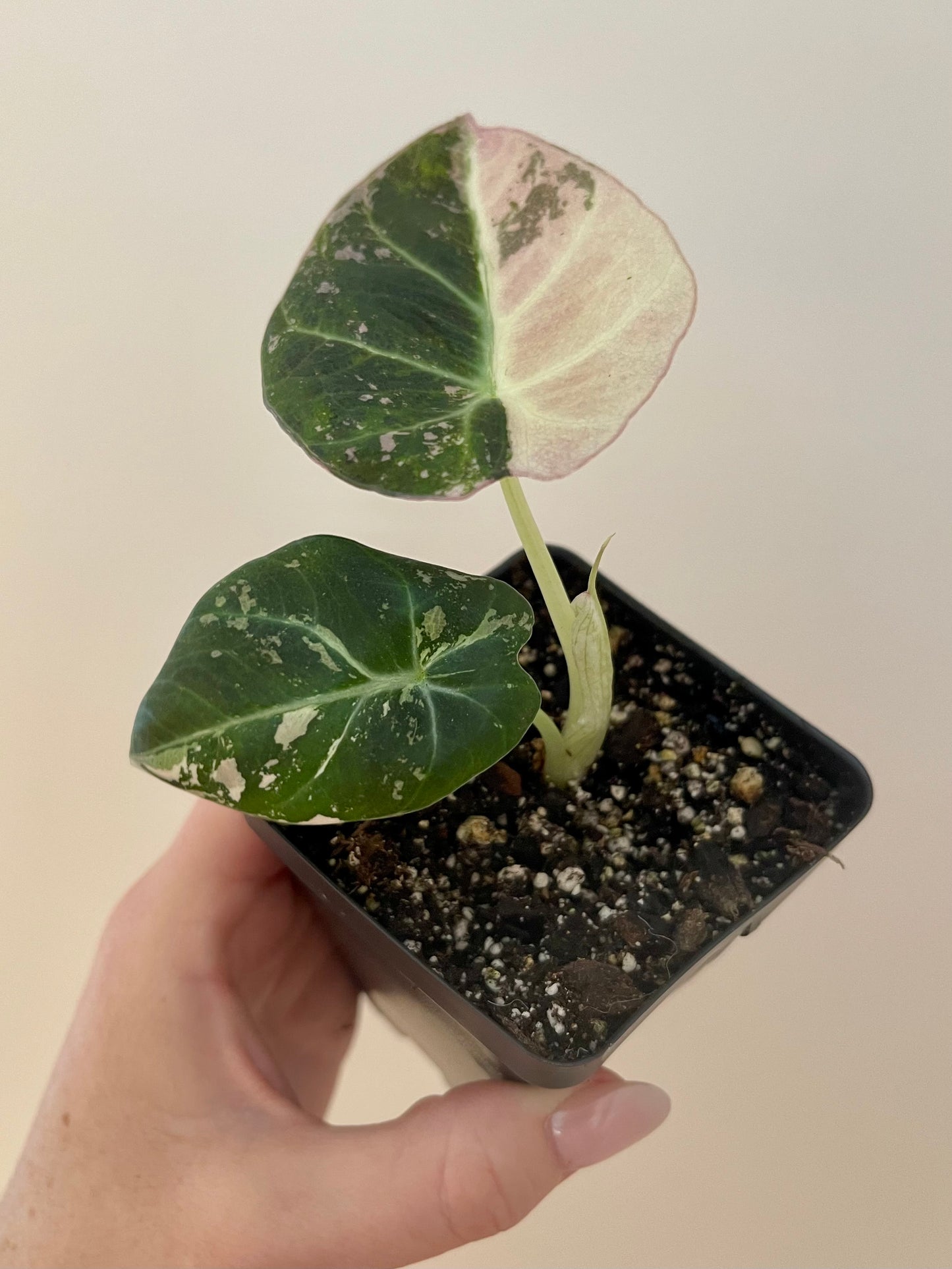 3” Alocasia ‘Black Velvet’ Pink Variegated