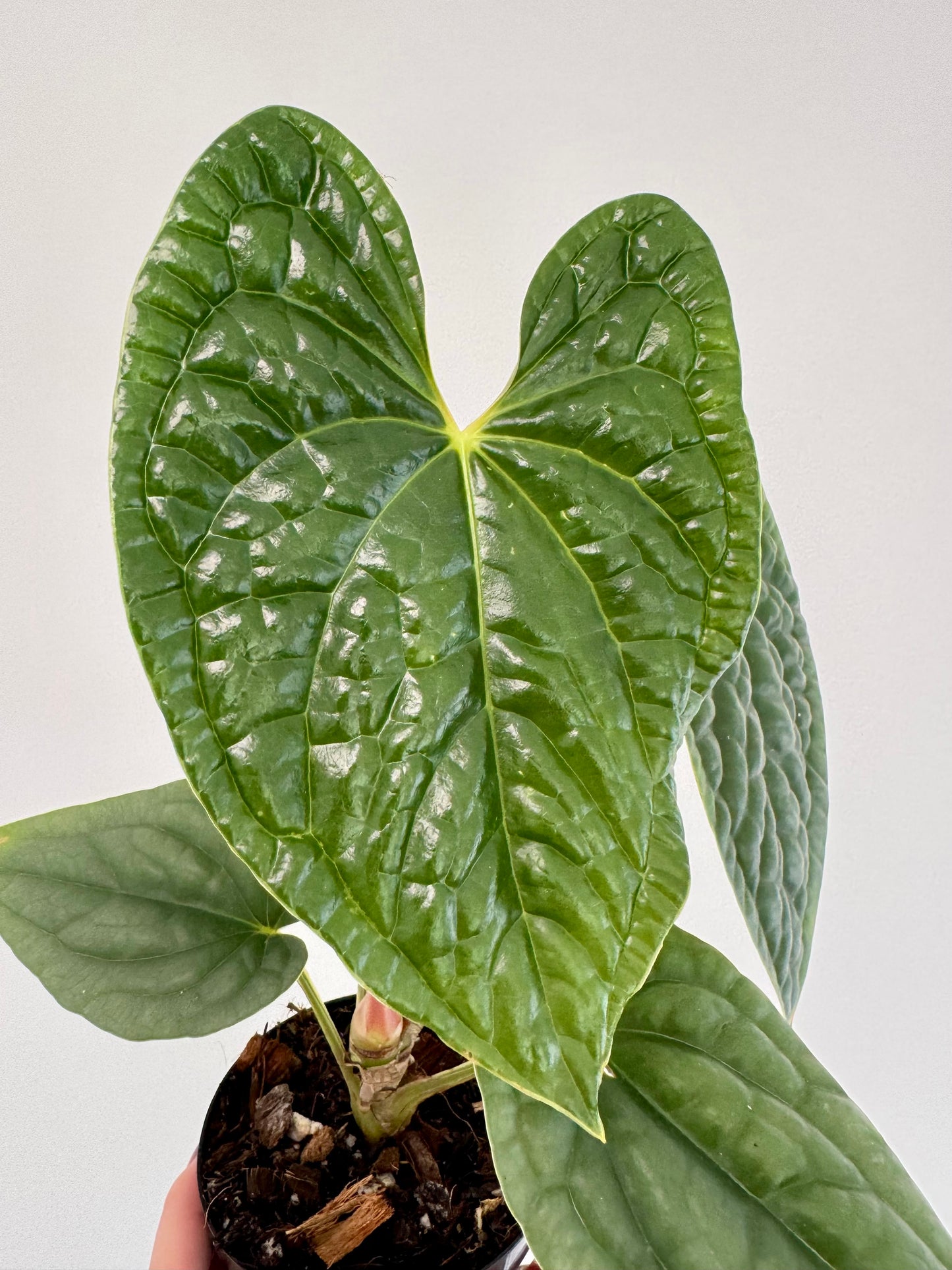 4" Anthurium Luxurians 'Dark Velvet'