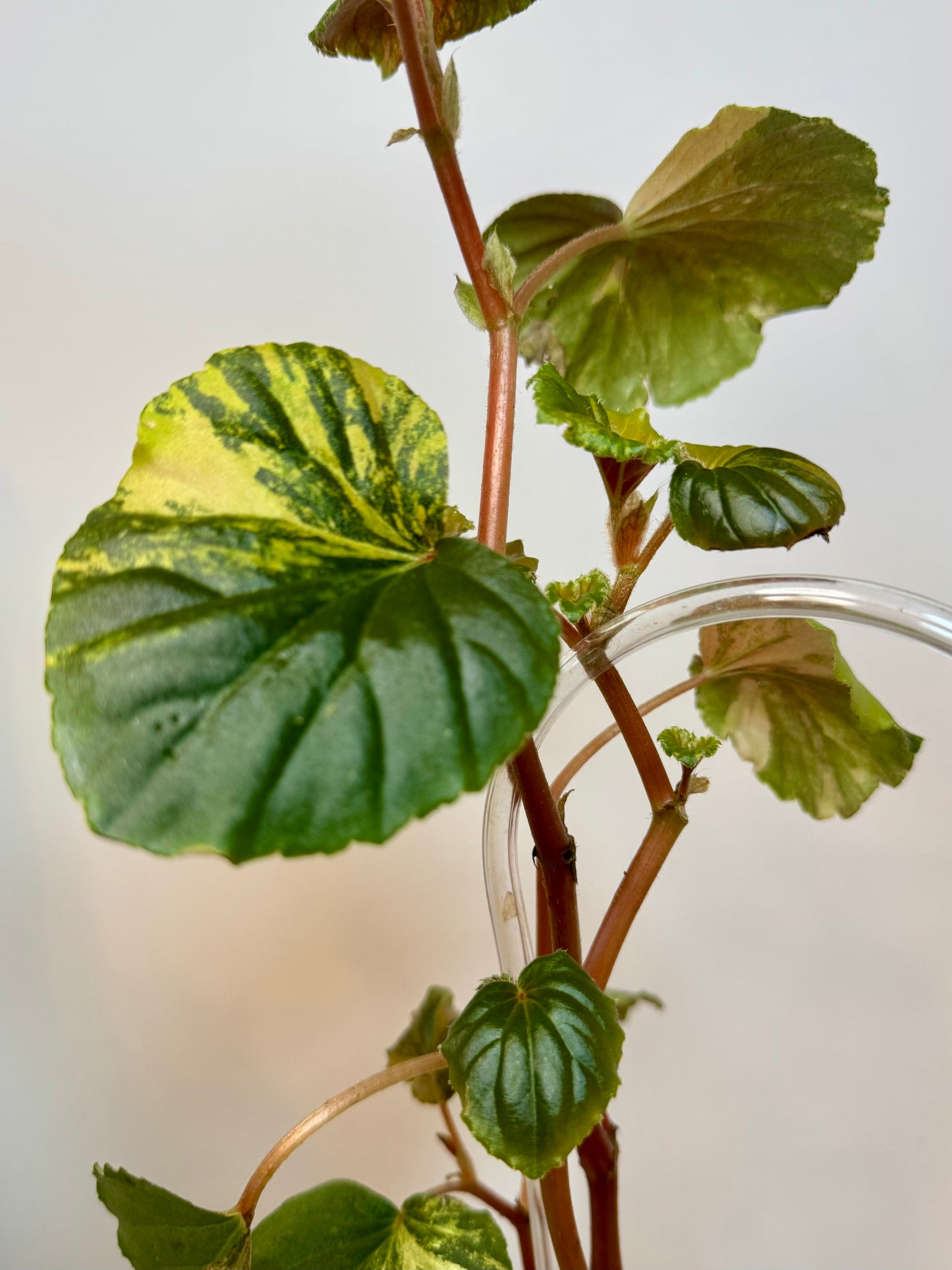 4” Begonia Cucullata Variegated