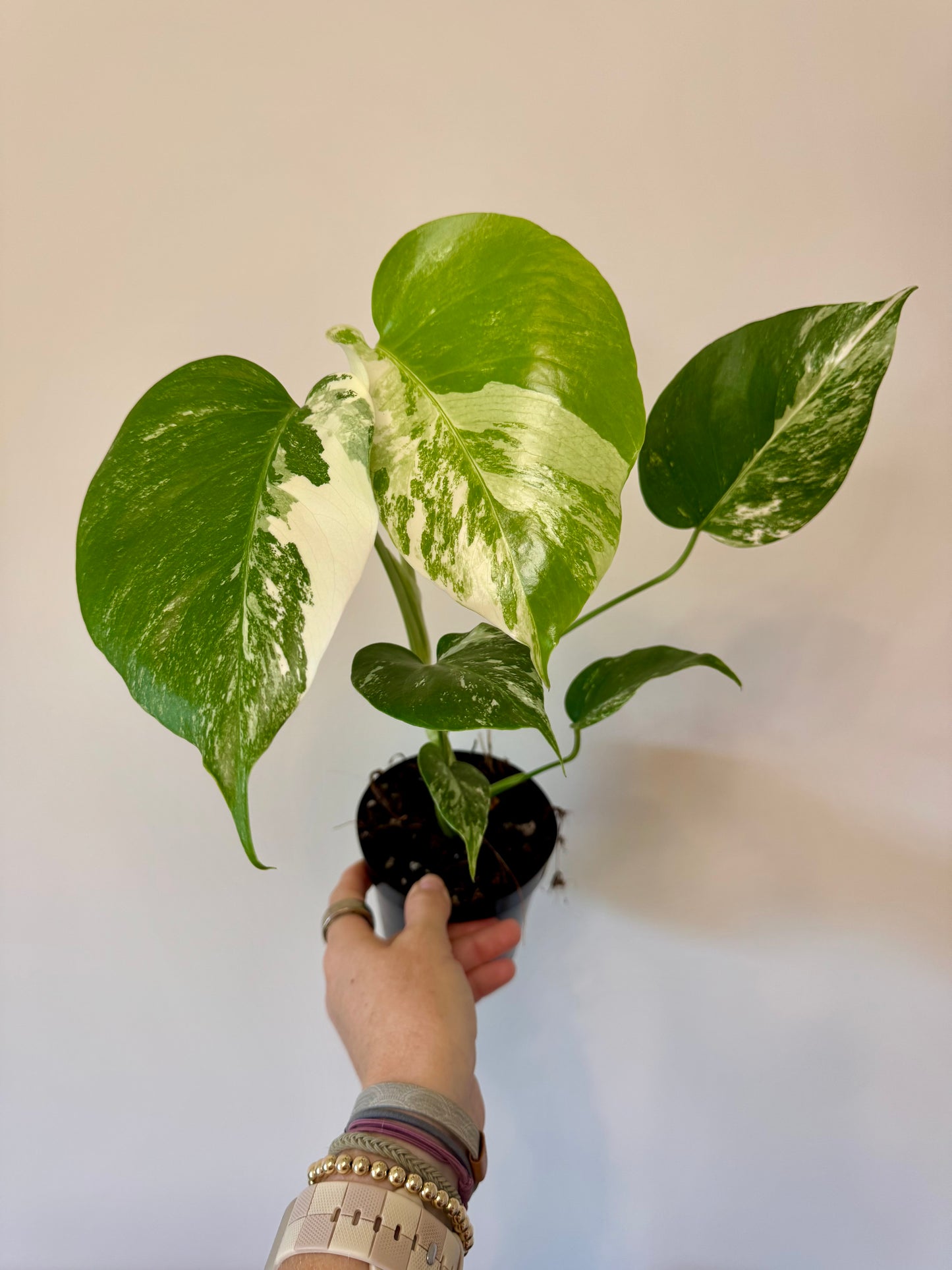 4” Monstera Albo