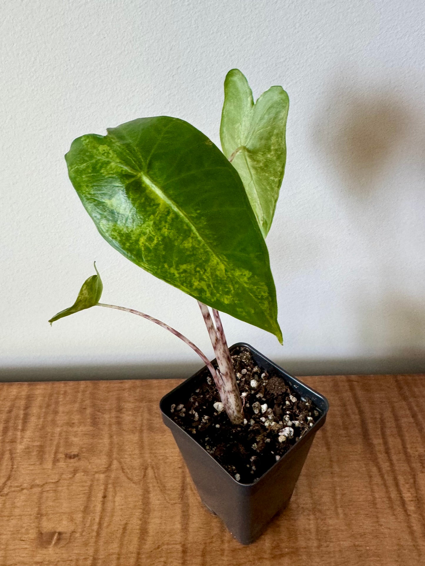 2.5" Alocasia Zebrina Variegated
