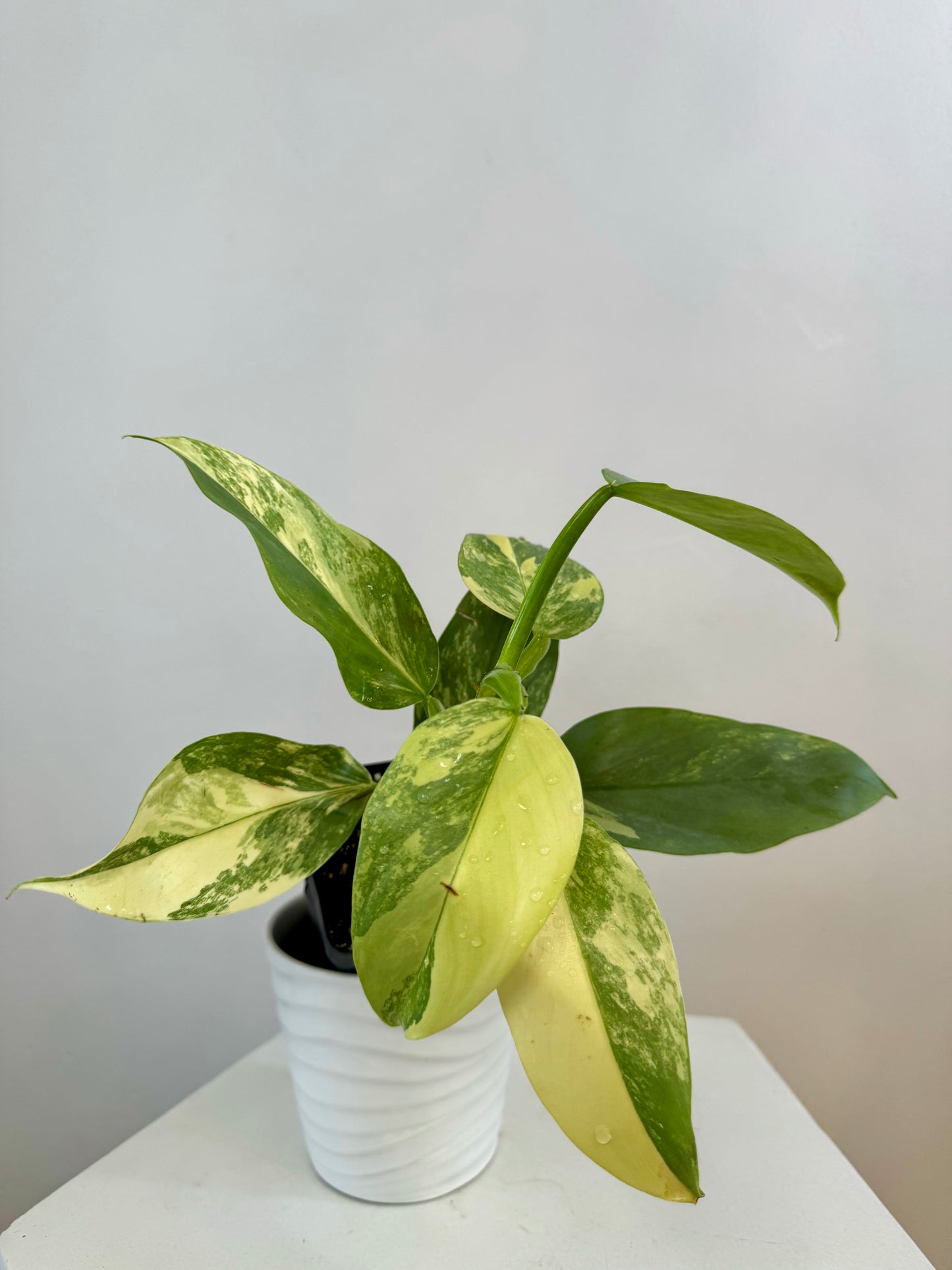 3” Philodendron Silver Sword Variegated