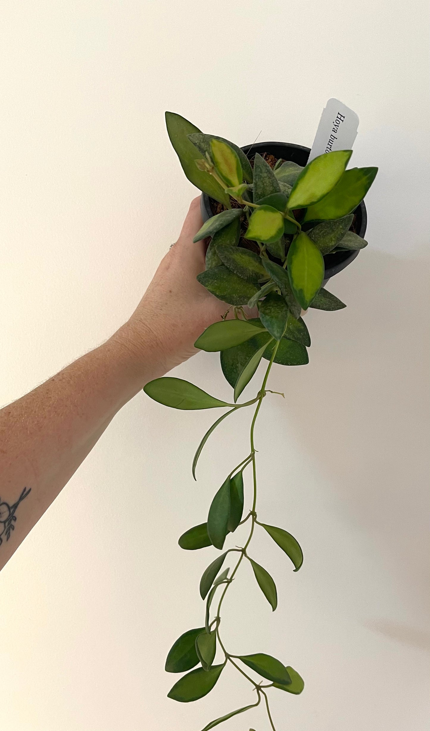 4” Hoya Burtoniae Variegated