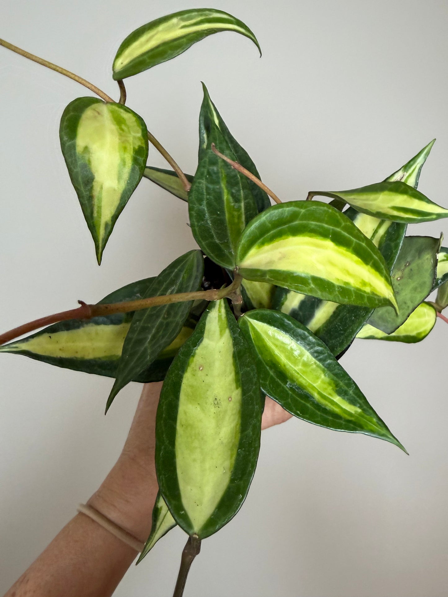 4” Hoya Macrophylla Reverse Variegated ‘Pot of Gold’