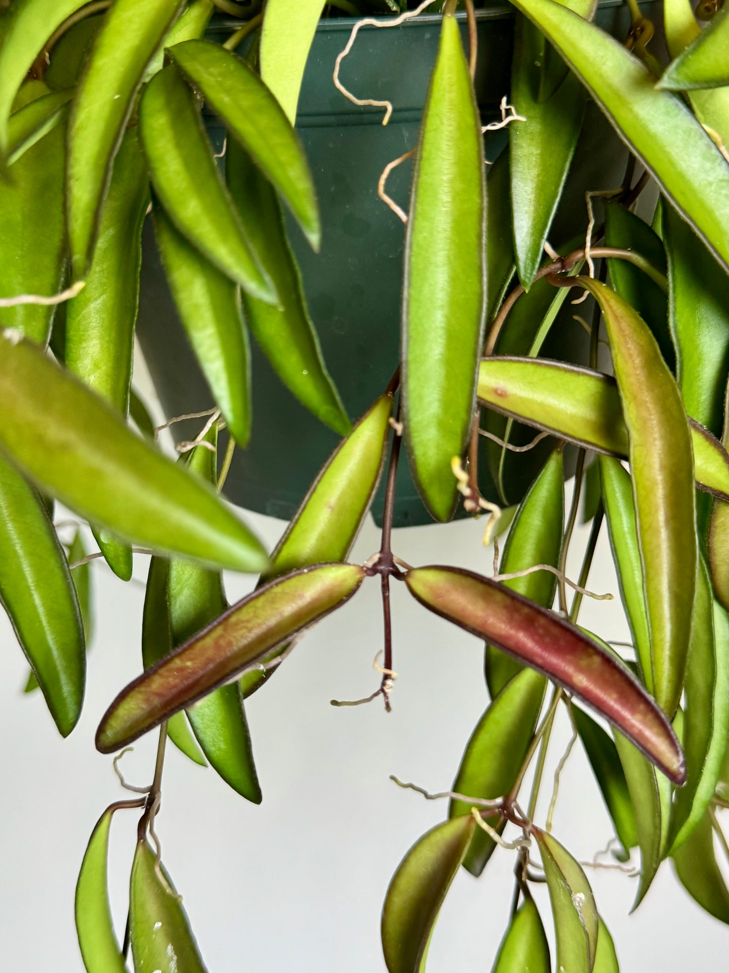 6” Hoya Wayetti; pet safe indoor houseplant