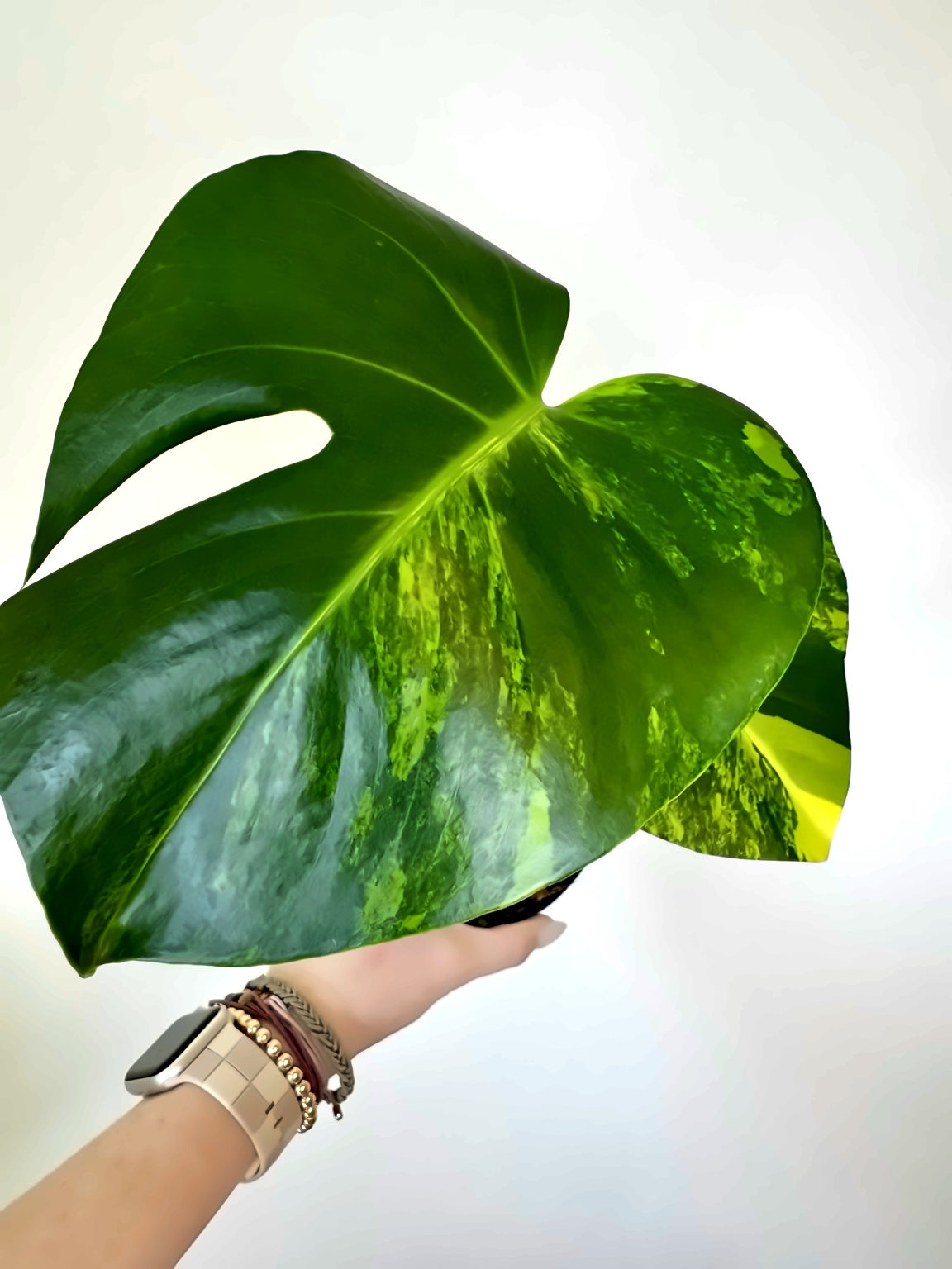 3” Monstera Deliciosa 'Yellow Marilyn'