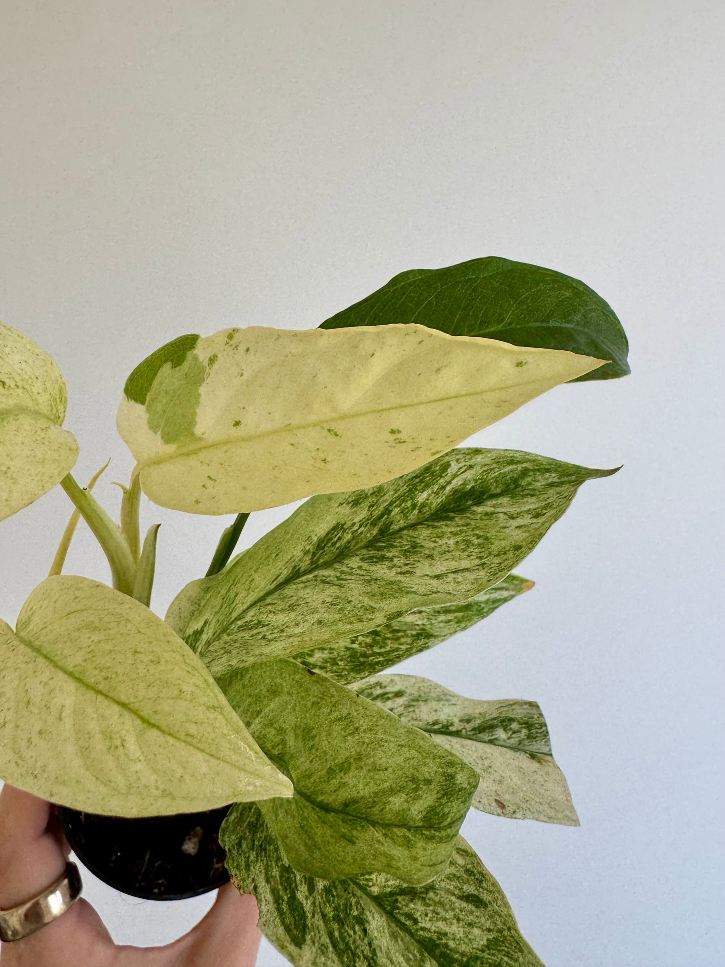 3" Monstera Laniata Variegated