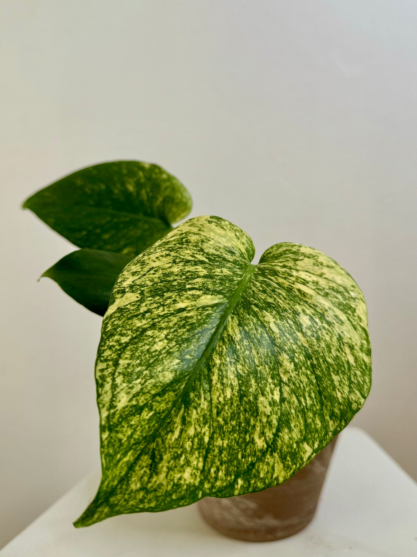 4” Monstera Deliciosa Mint