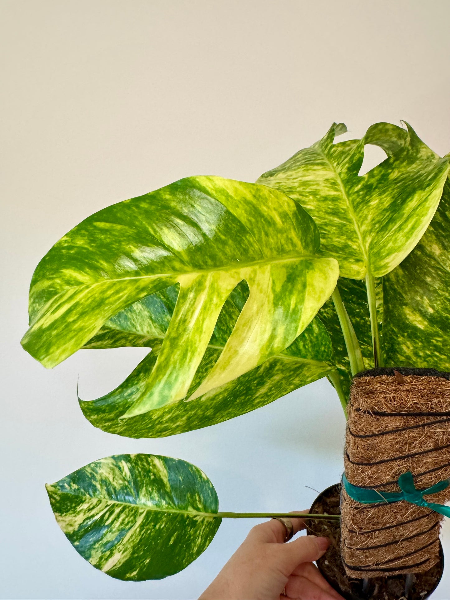 6" Epipremnum Pinnatum 'Yellow Flame' (fenestrated)