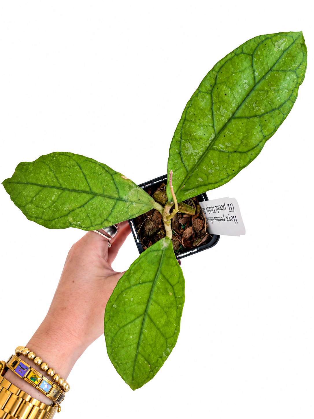 3" Hoya Peninsularis (H. perak teddy bear)