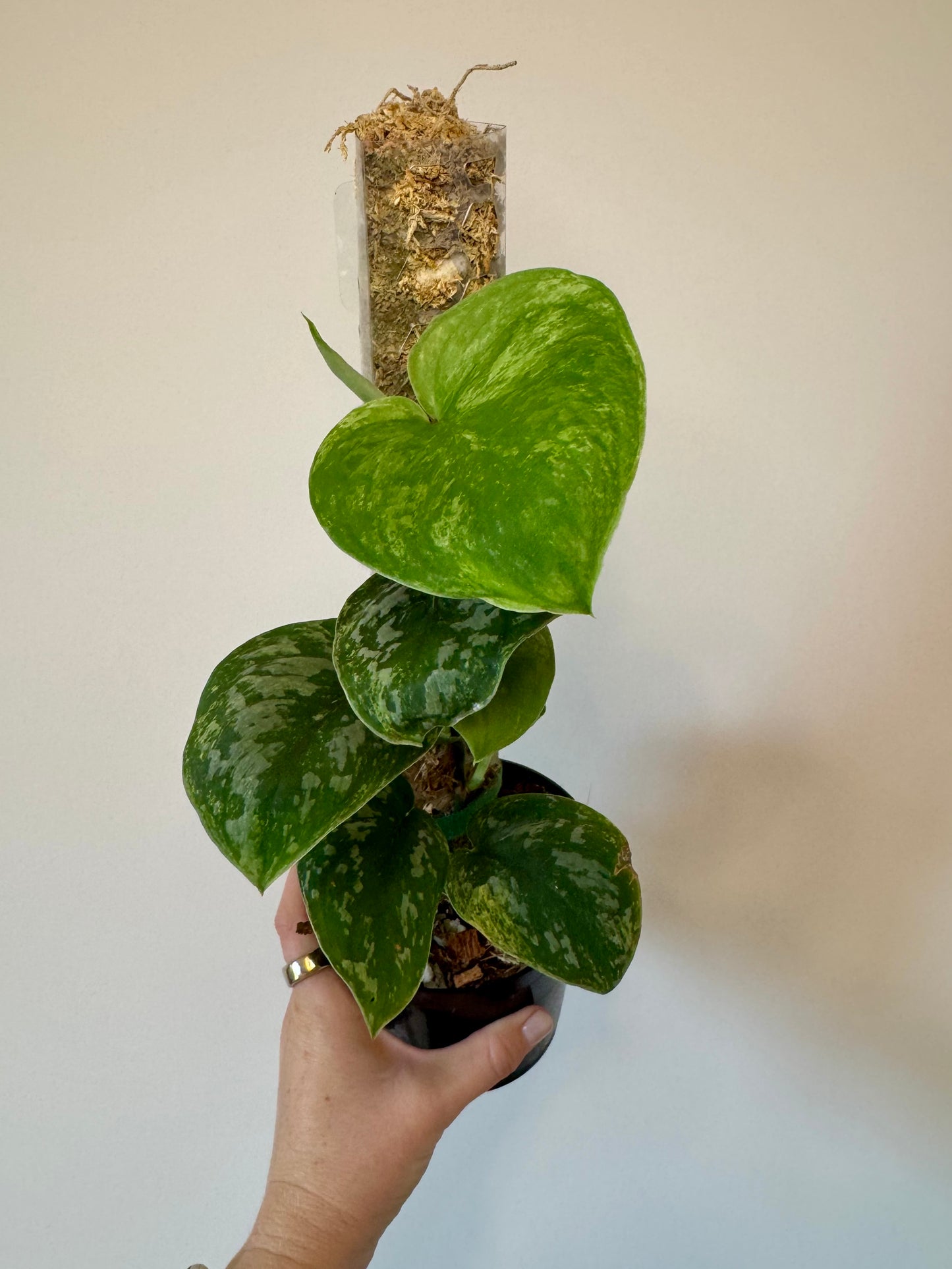 4" Scindapsus Jade Sparkling Lava