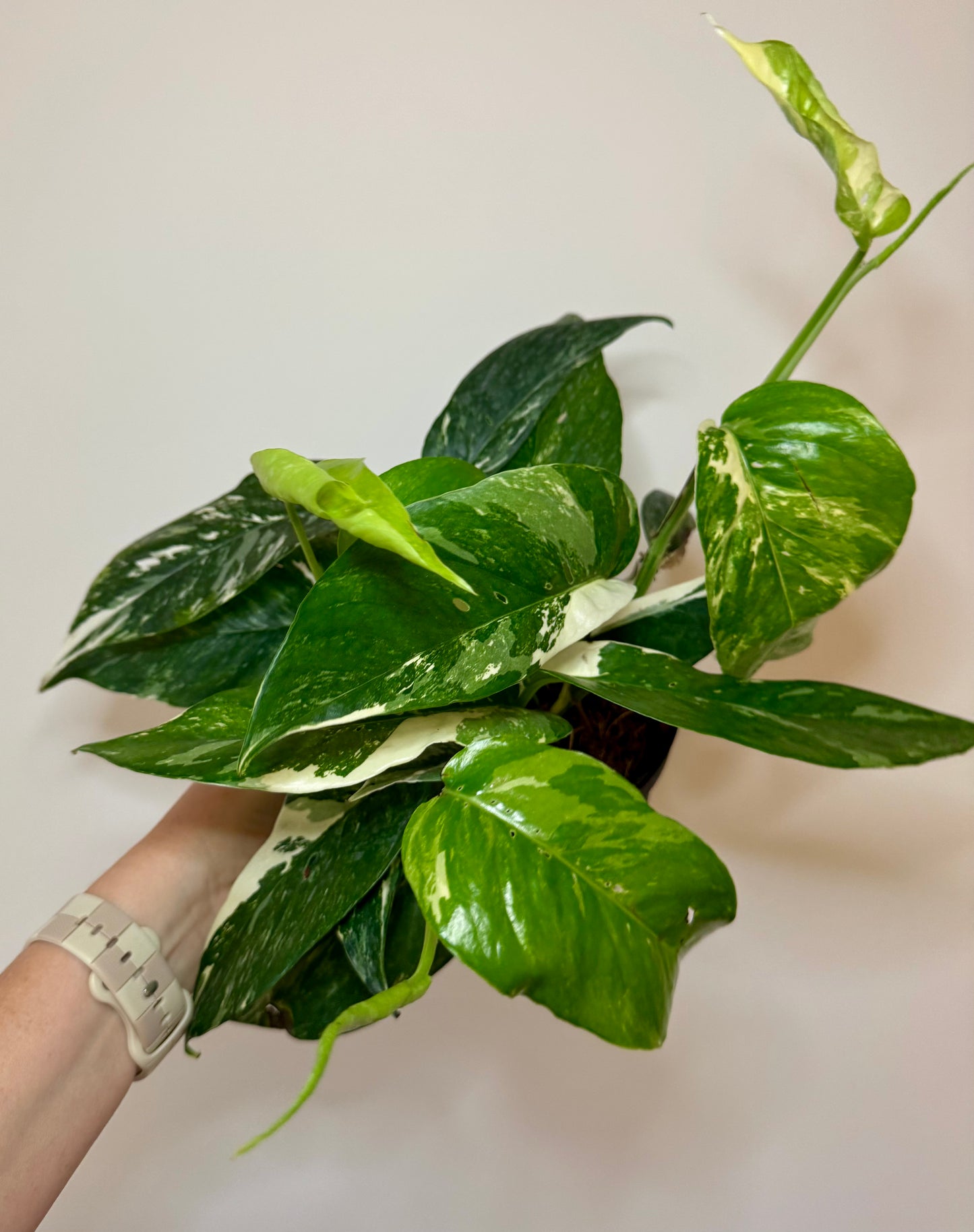 6" Epipremnum Pinnatum Albo-Variegated