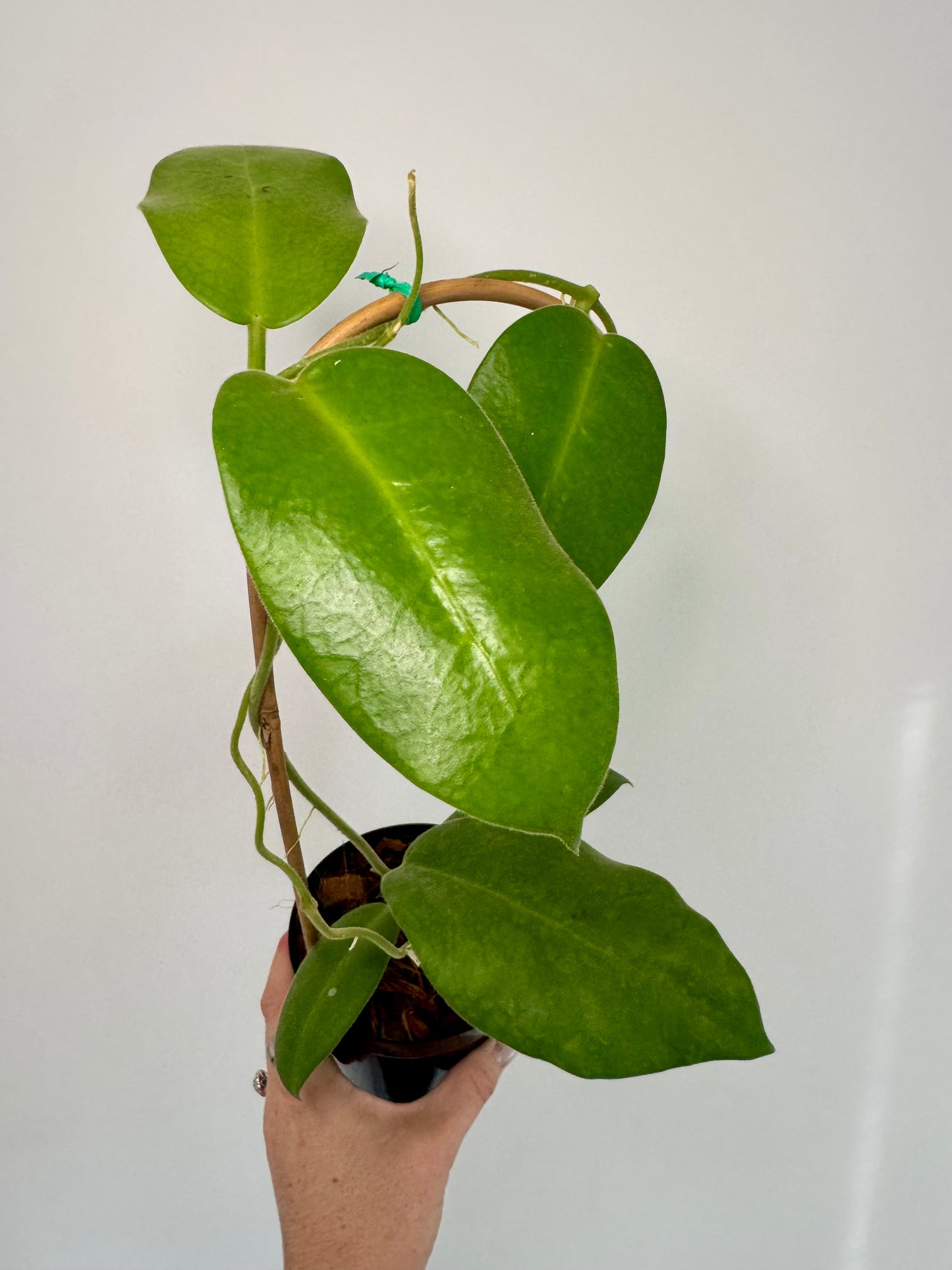 4" Hoya Calycina 'Stargazer' on Trellis