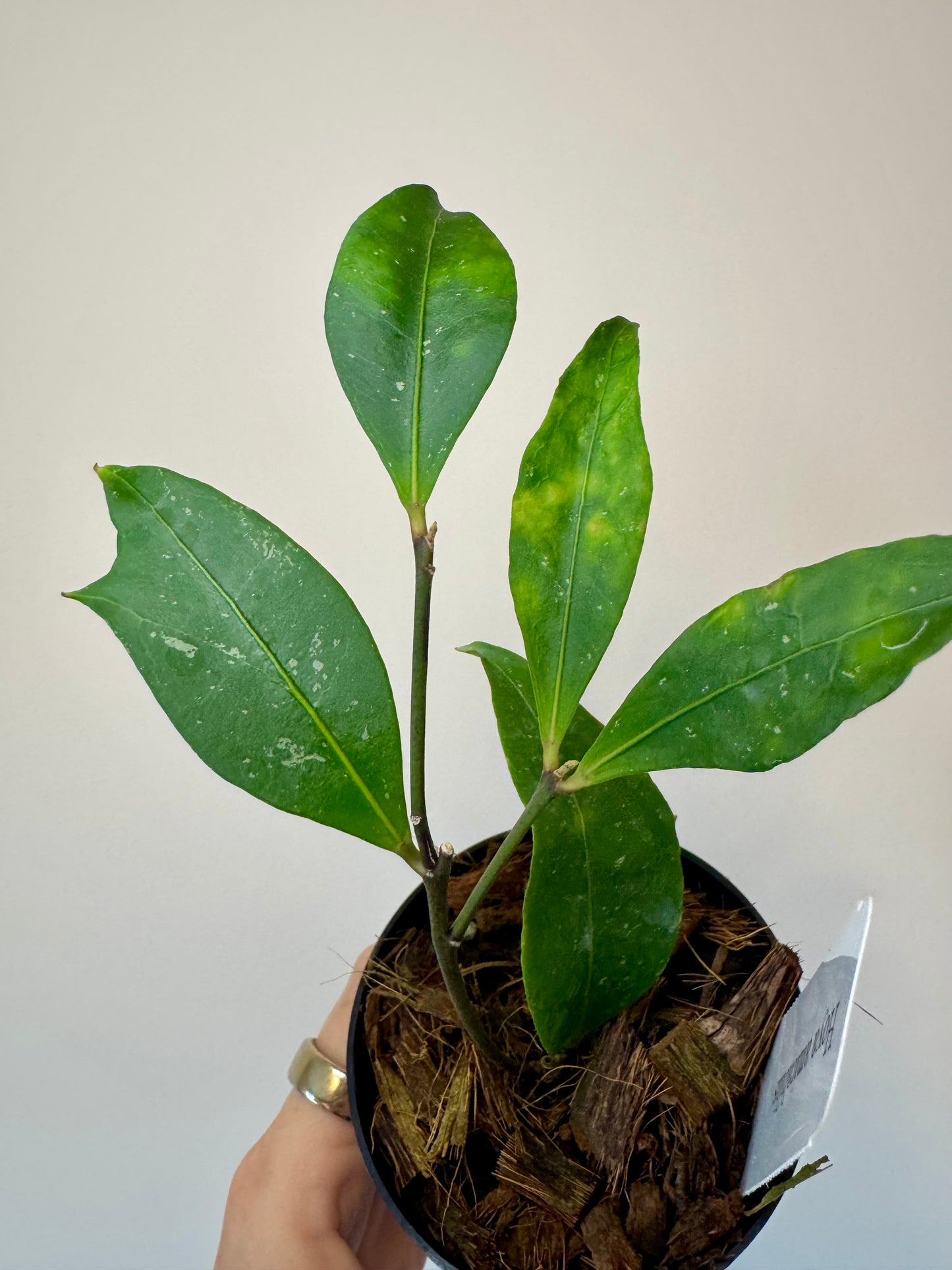 3” Hoya Amicabilis