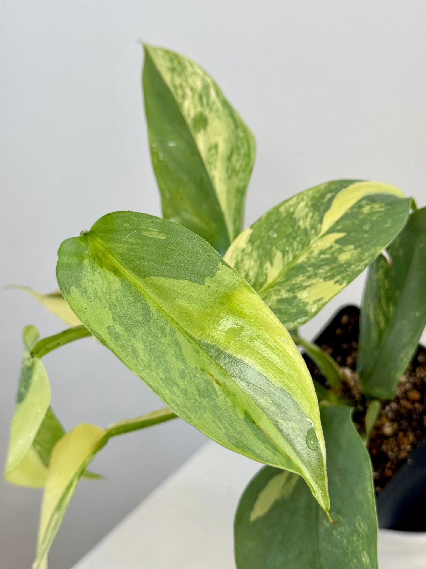 3” Philodendron Silver Sword Variegated