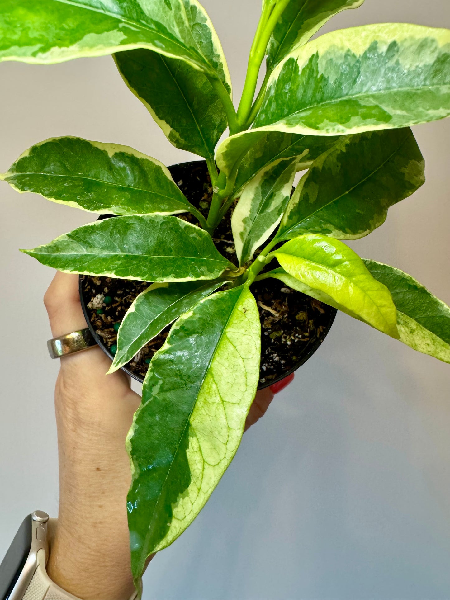 4” Hoya Multiflora Variegated ‘Shooting Star’