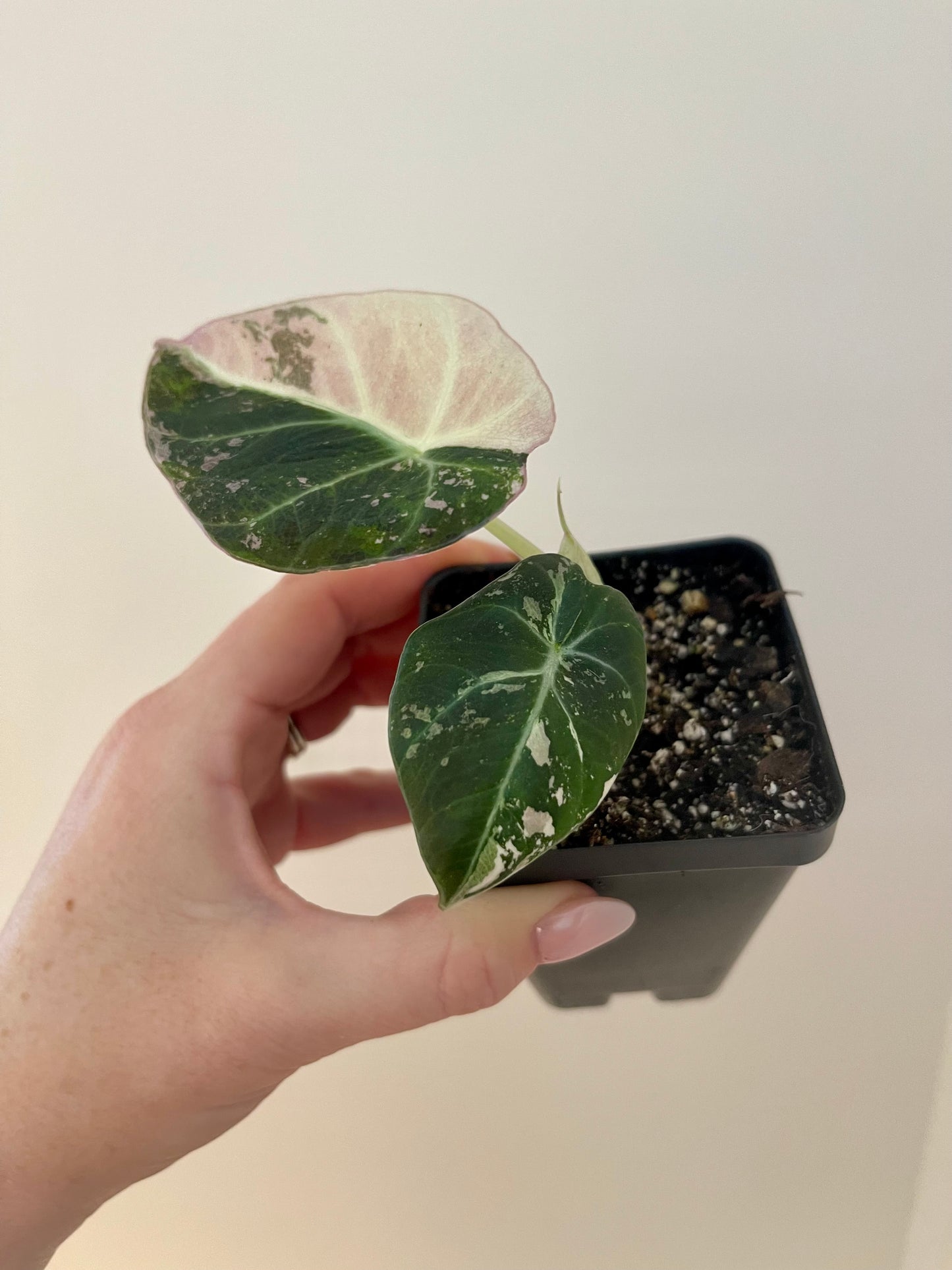 3” Alocasia ‘Black Velvet’ Pink Variegated