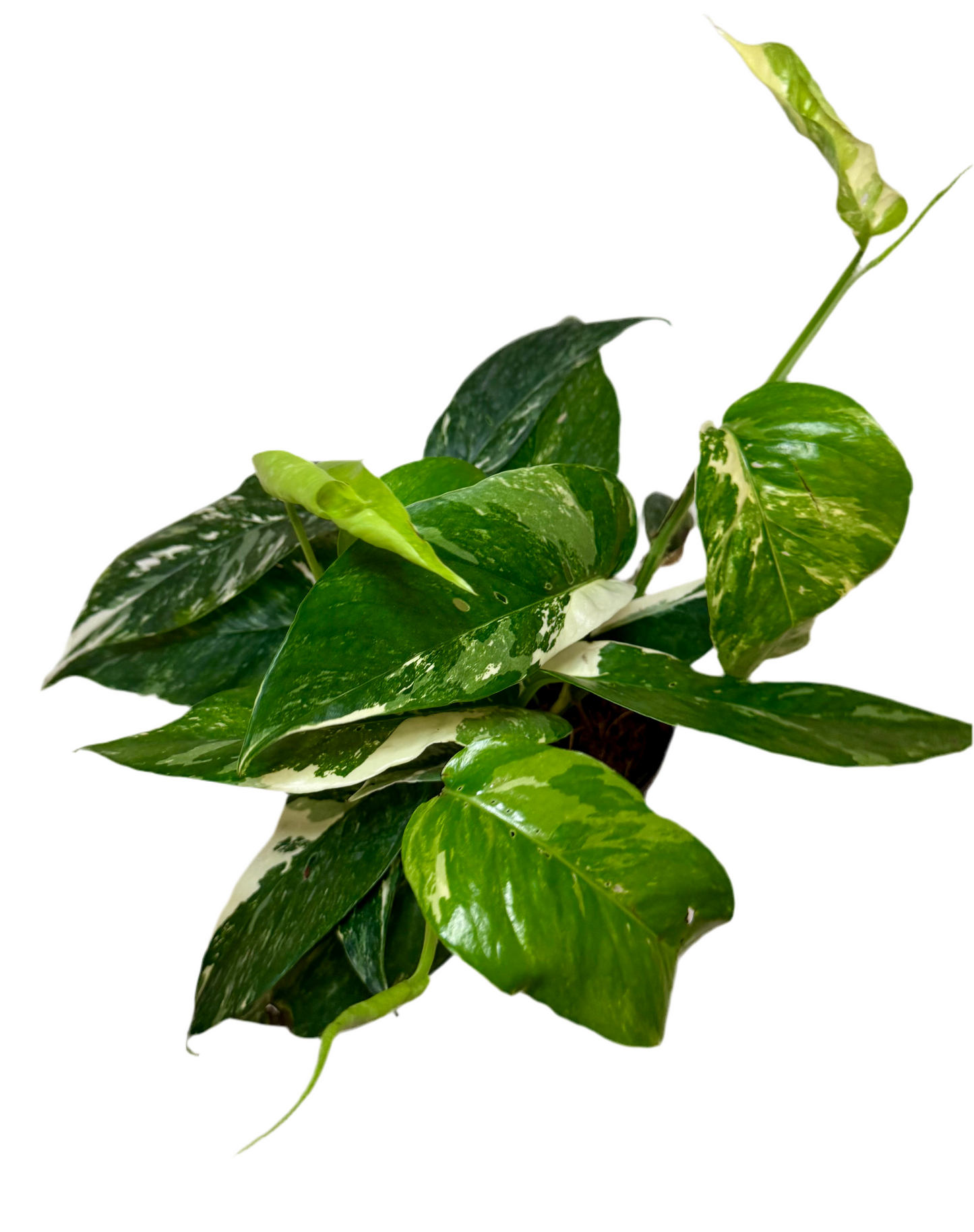 6" Epipremnum Pinnatum Albo-Variegated