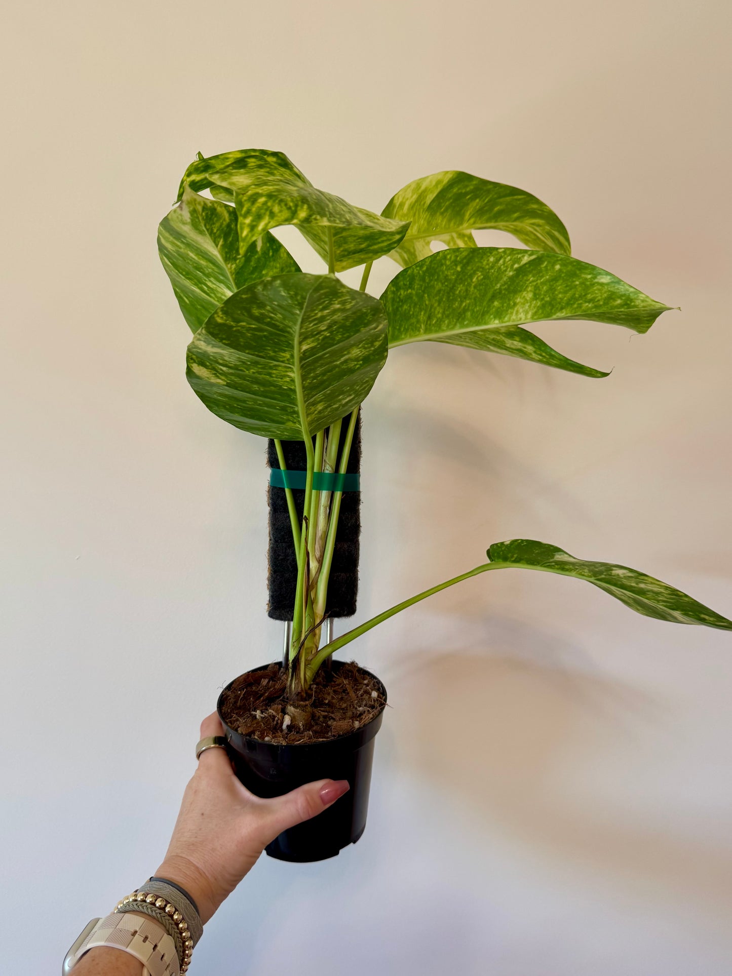 6" Epipremnum Pinnatum 'Yellow Flame' (fenestrated)