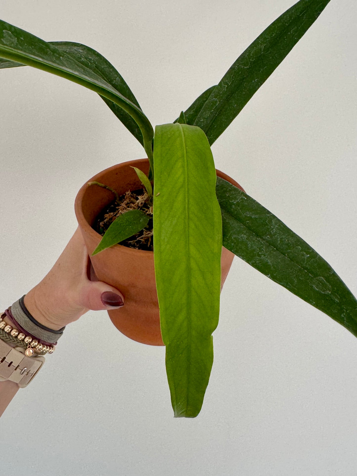4" Anthurium Bakeri