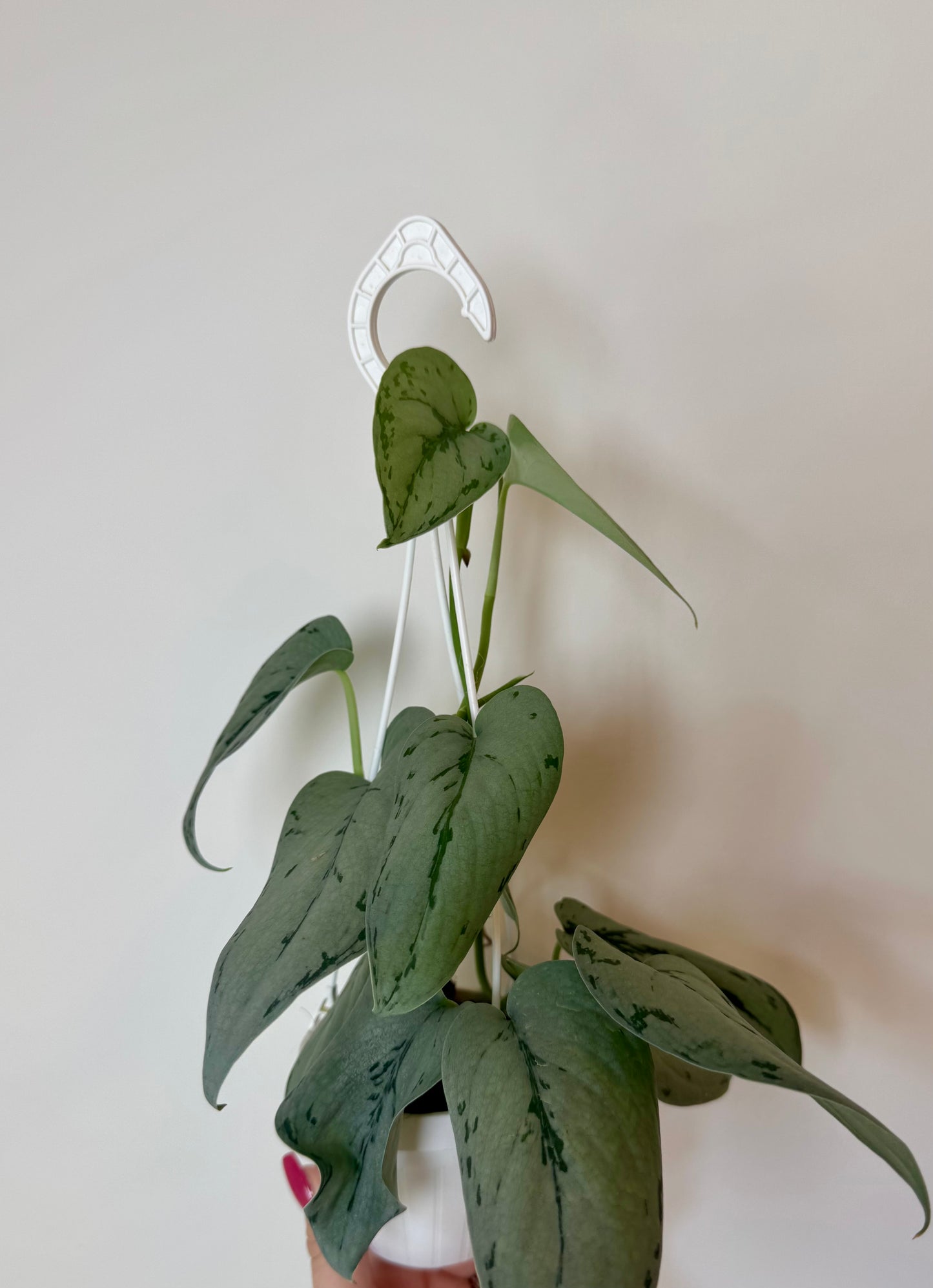 3” Scindapsus Silver Sierra