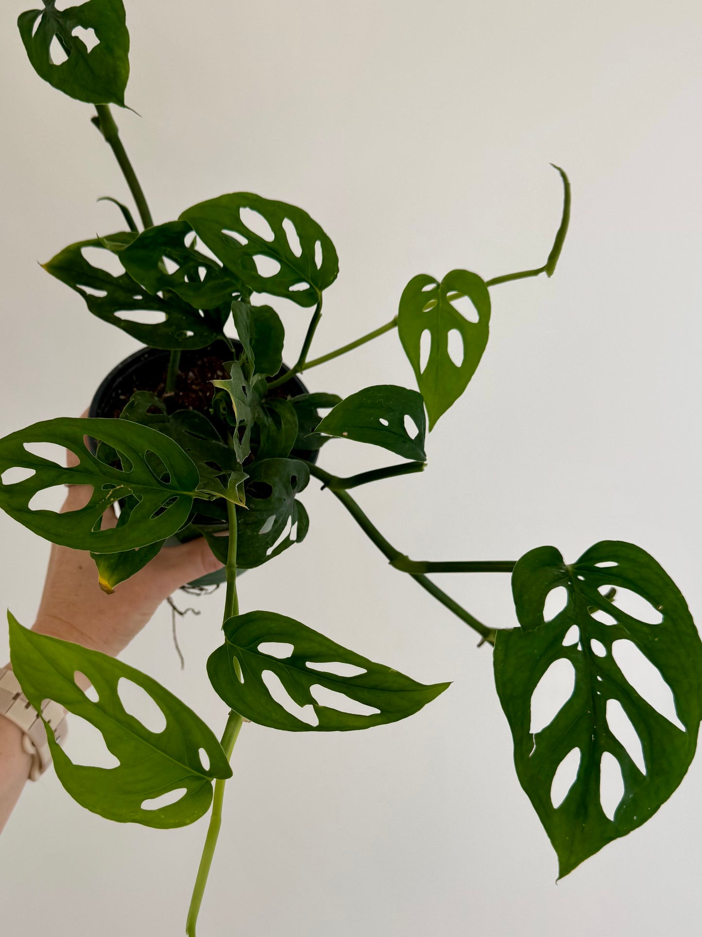 4" Monstera Esqueleto