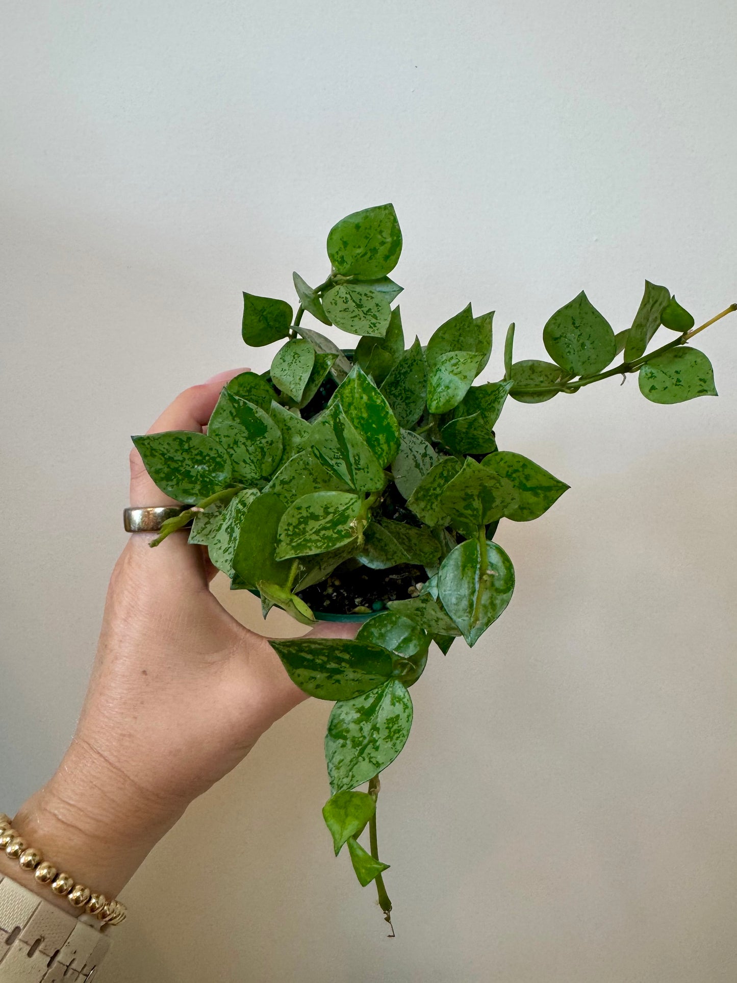 4" Hoya Krohniana Silver