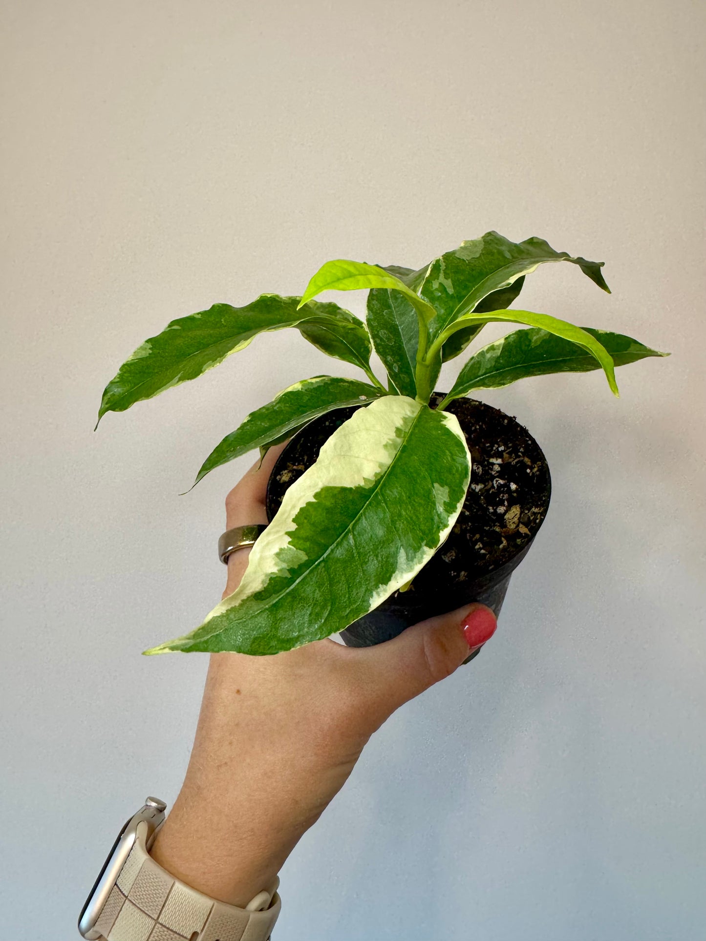 4” Hoya Multiflora Variegated ‘Shooting Star’