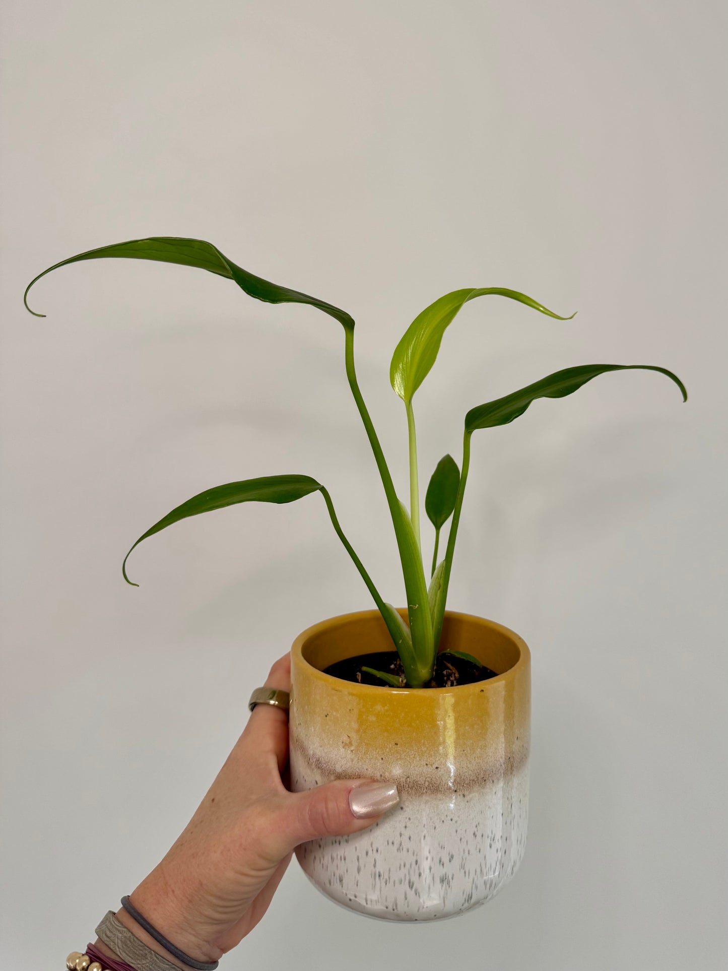 4" Monstera Burle Marx Flame