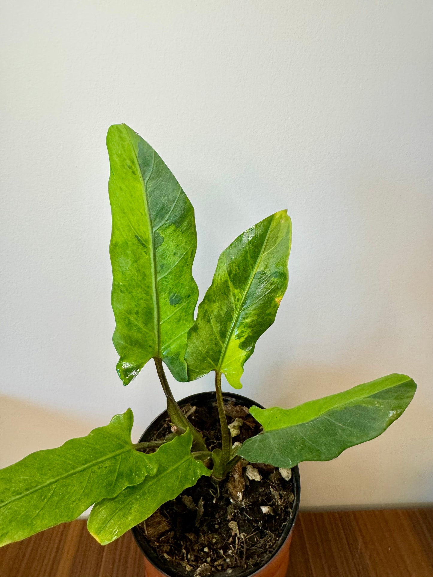 3" Alocasia Lauterbachiana Aurea
