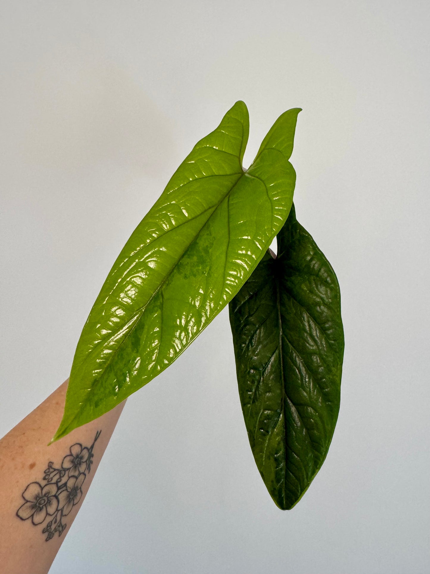 3” Alocasia scalprum ‘Aurea’