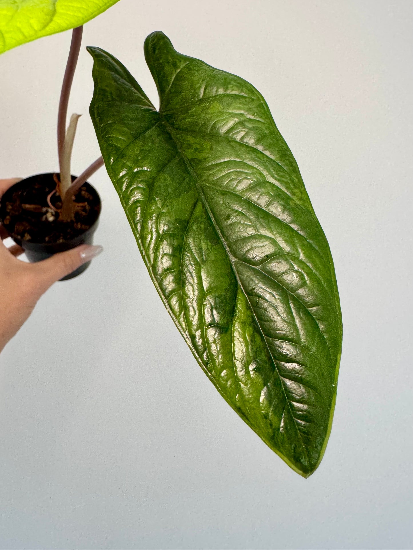 3” Alocasia scalprum ‘Aurea’