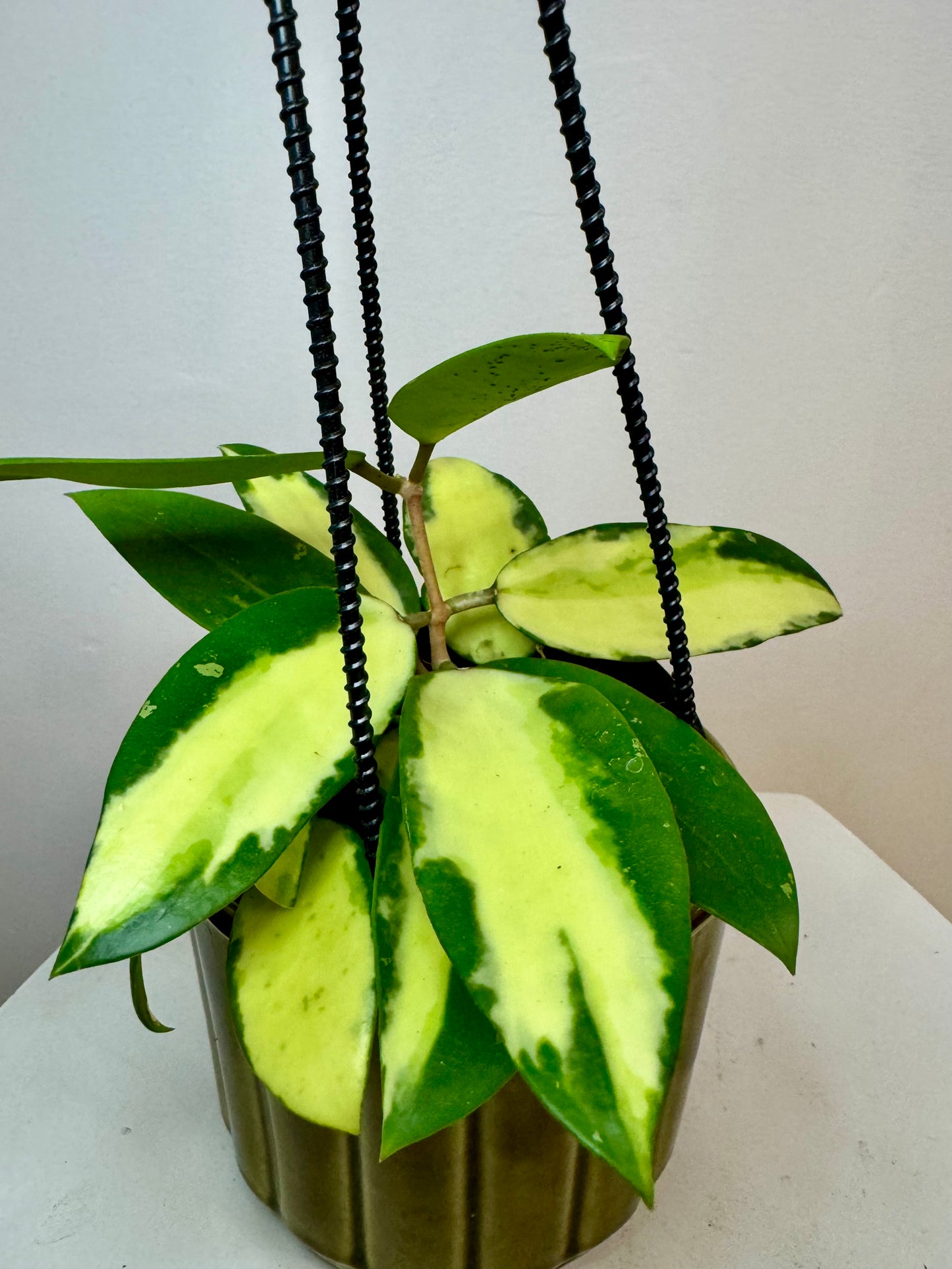 4" Hoya Acuta Inner Variegation | Hanging Basket