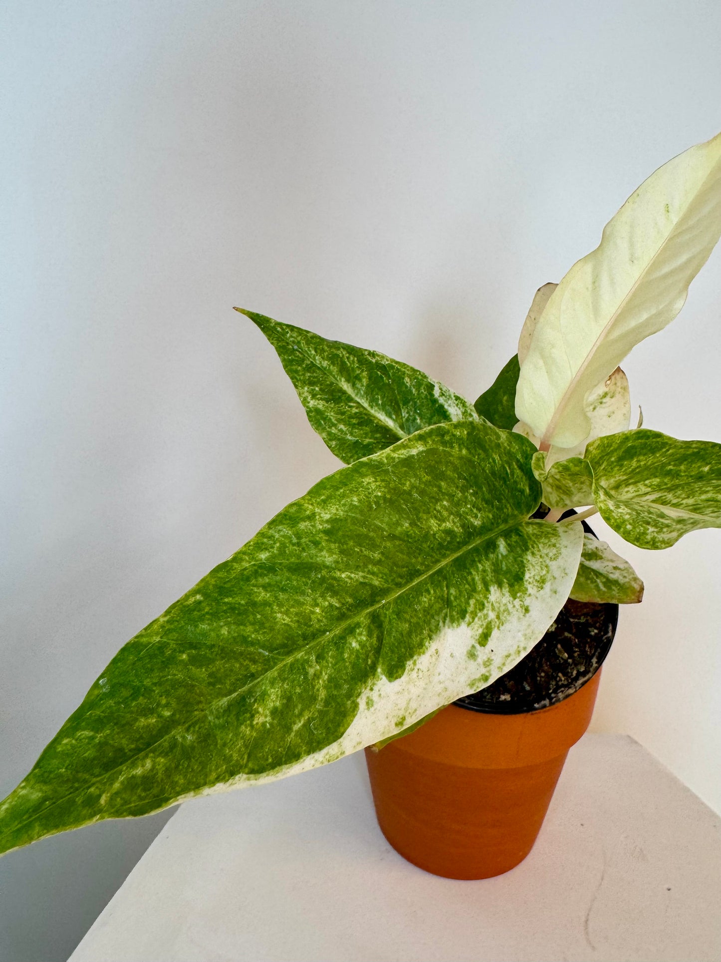 4" Anthurium Hookeri Variegated