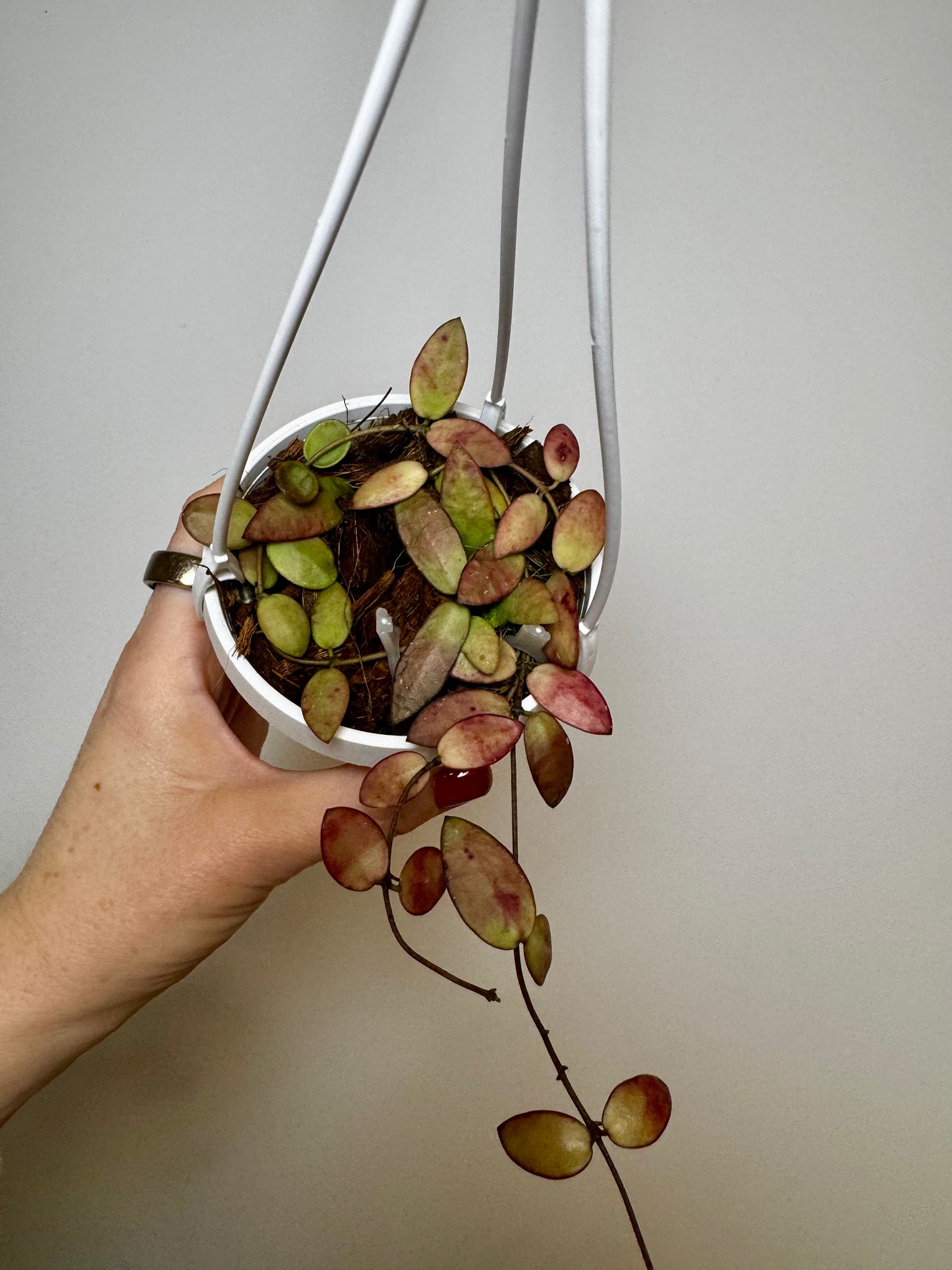 3" Hoya sigillatis ‘Alas River’