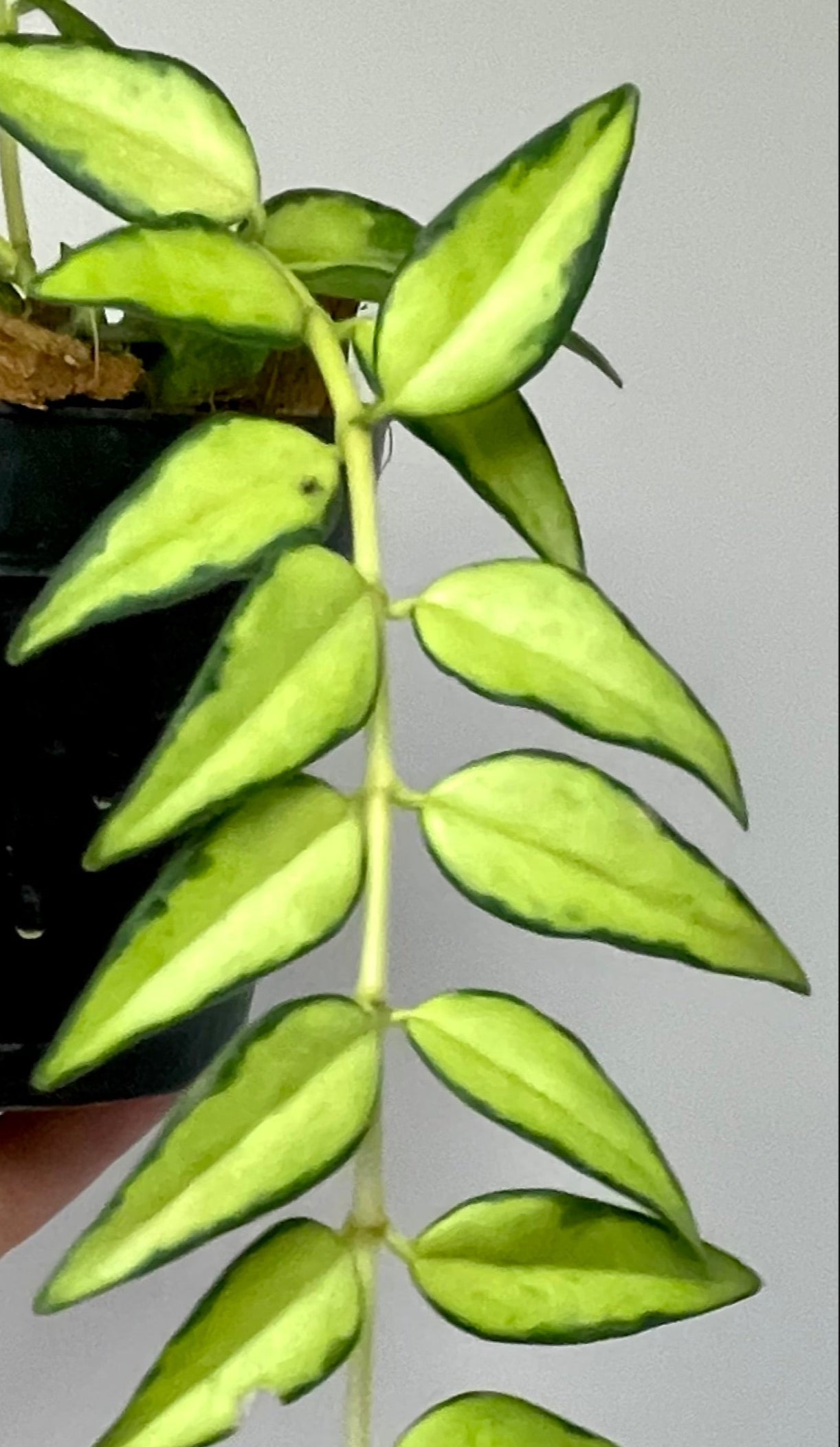 3" Hoya Bella 'Luis Bois' (Inner Variegation)