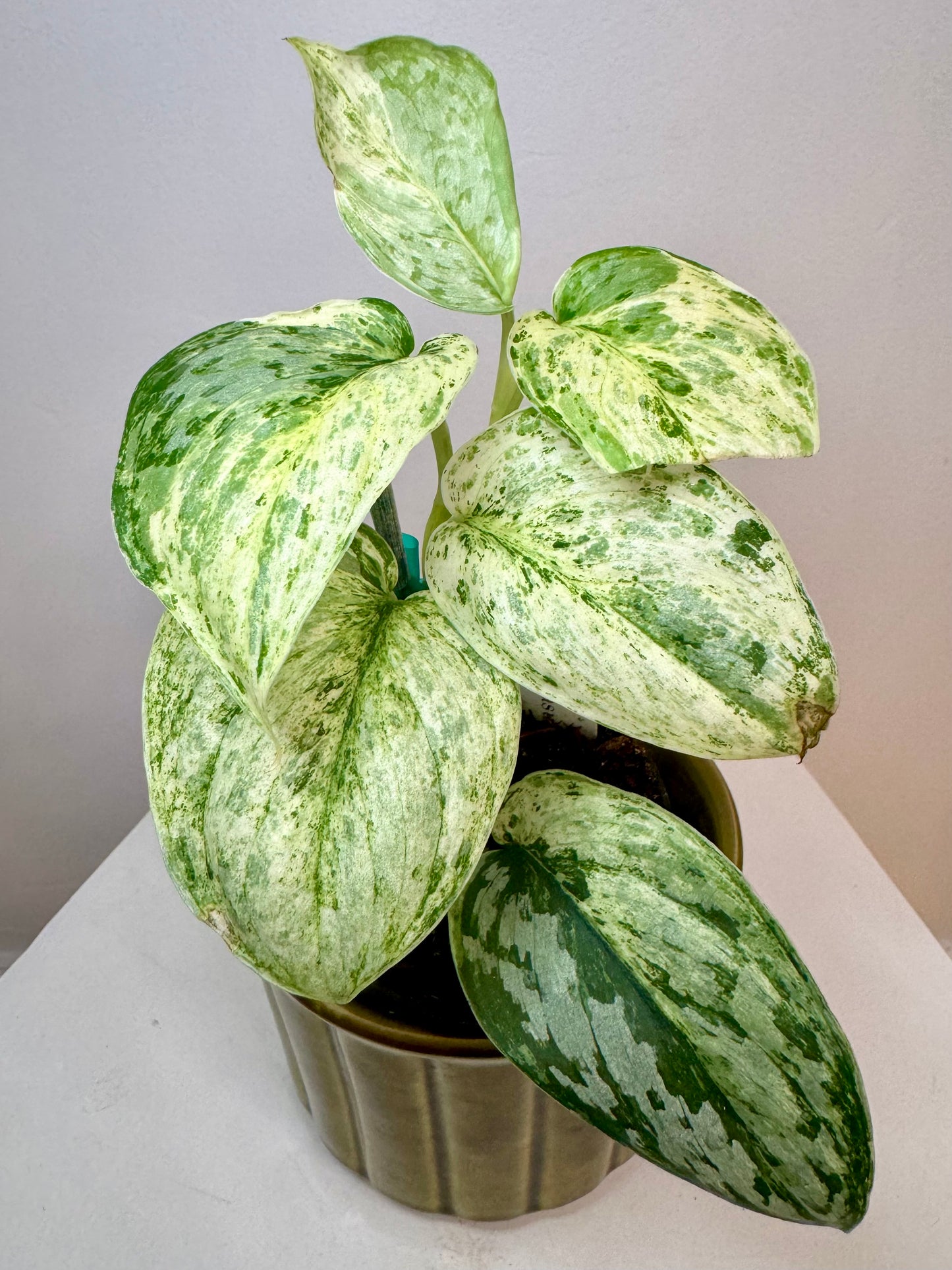 3” Scindapsus Peasun