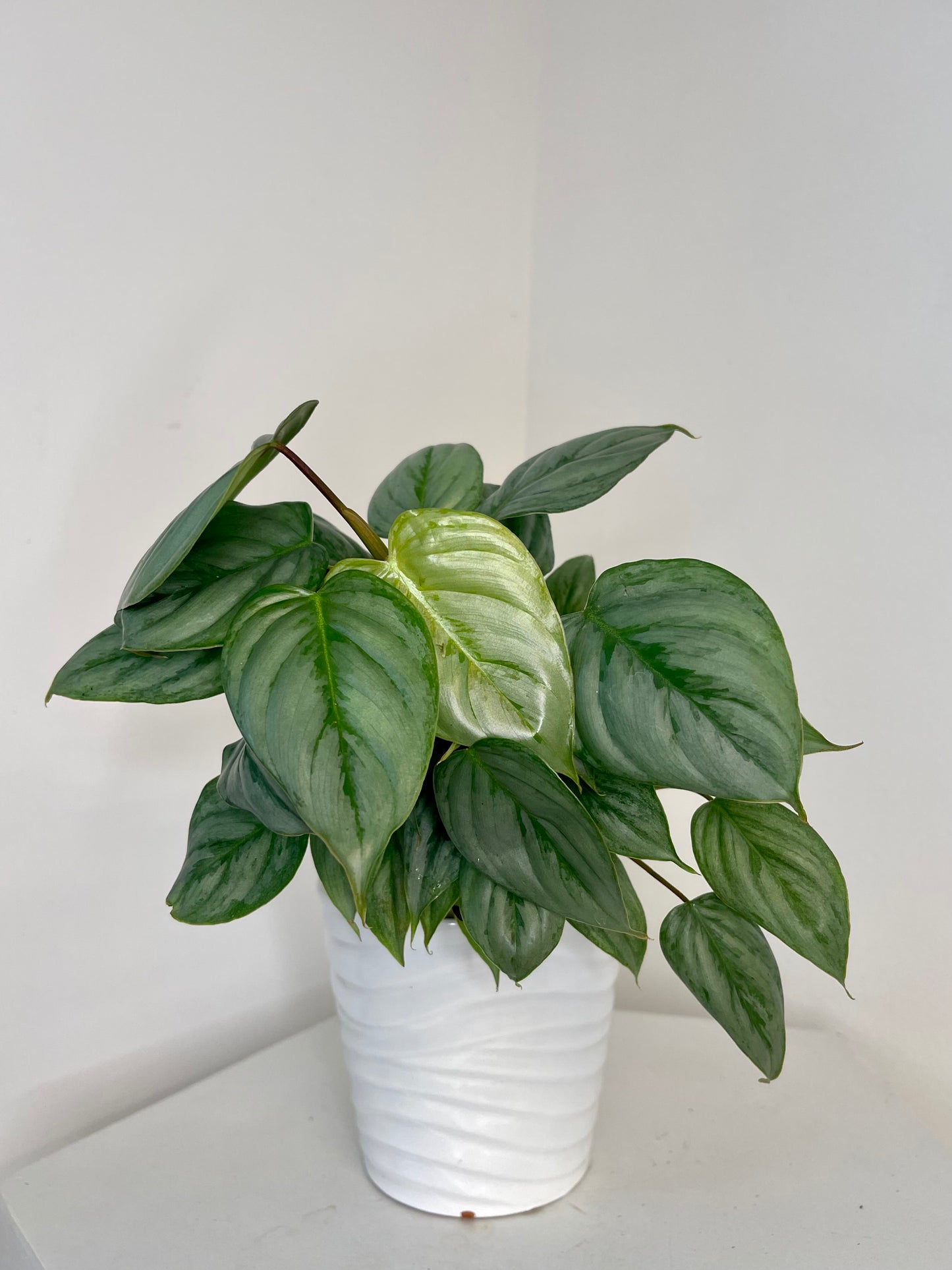 6” Philodendron Sodiroi Totem