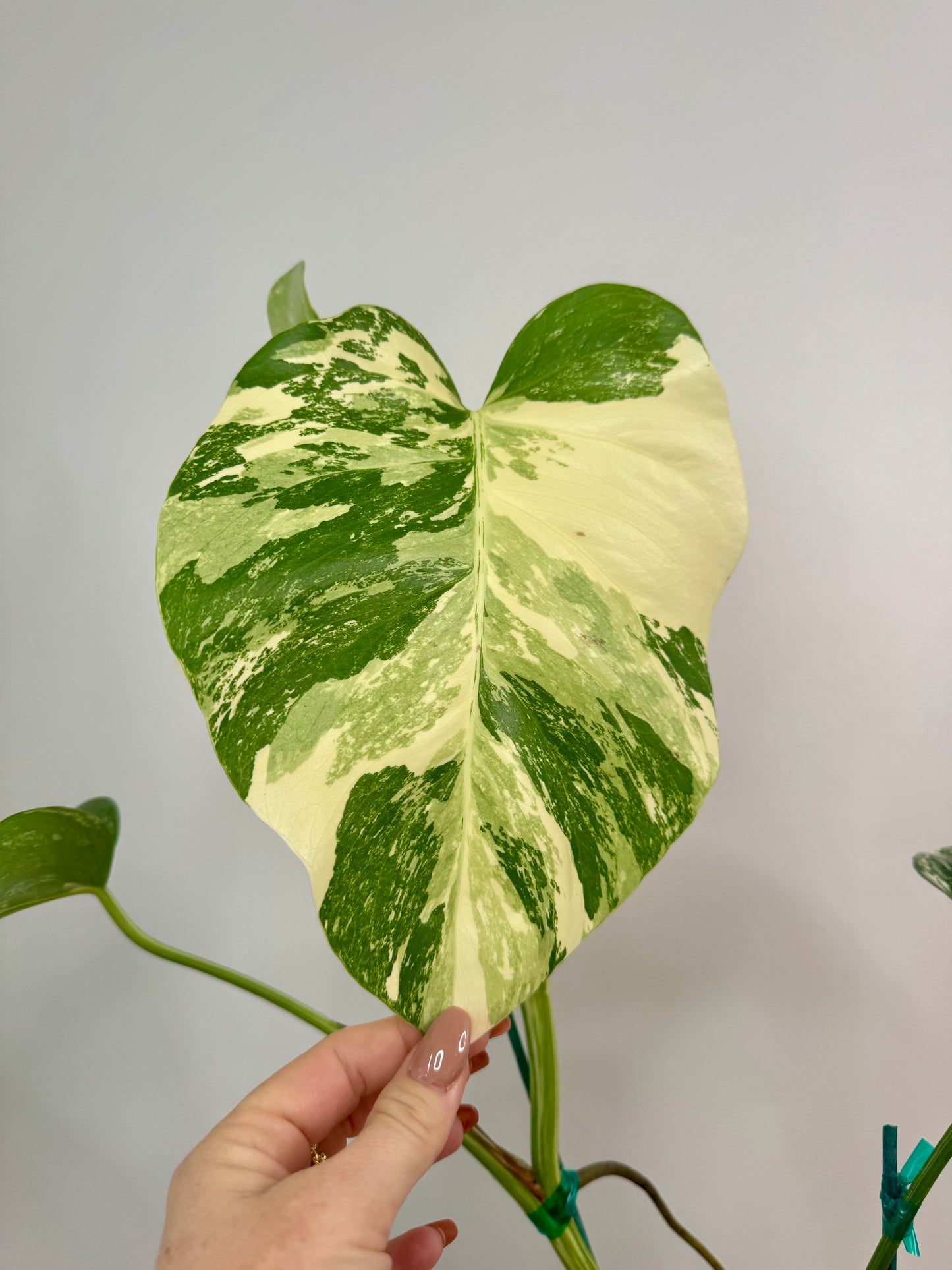 4” Monstera Albo