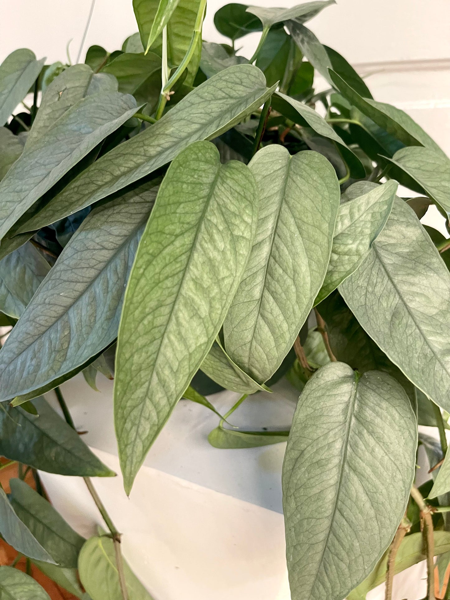 8” Cebu Blue Pothos