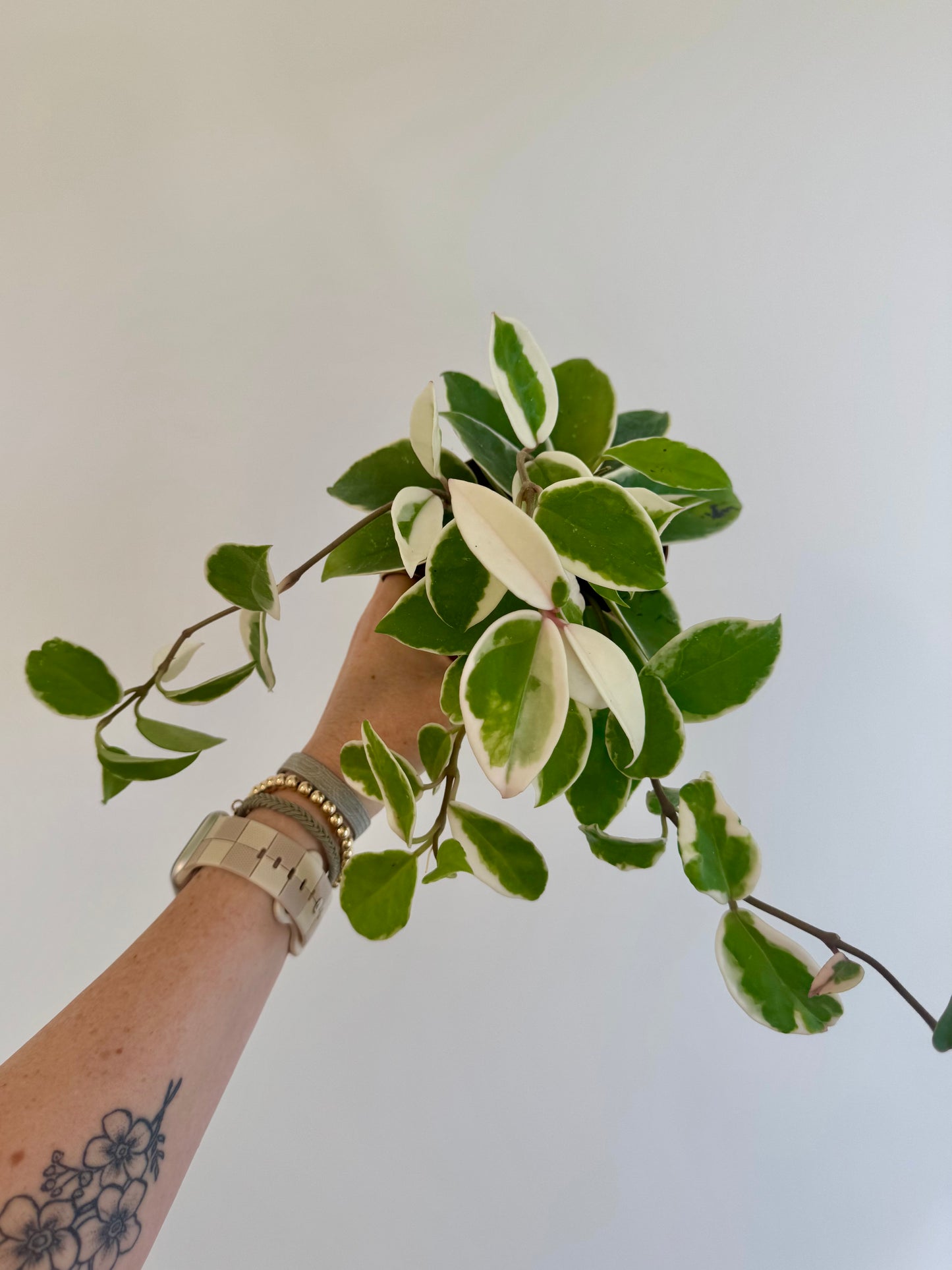 4" Hoya Krimson Queen