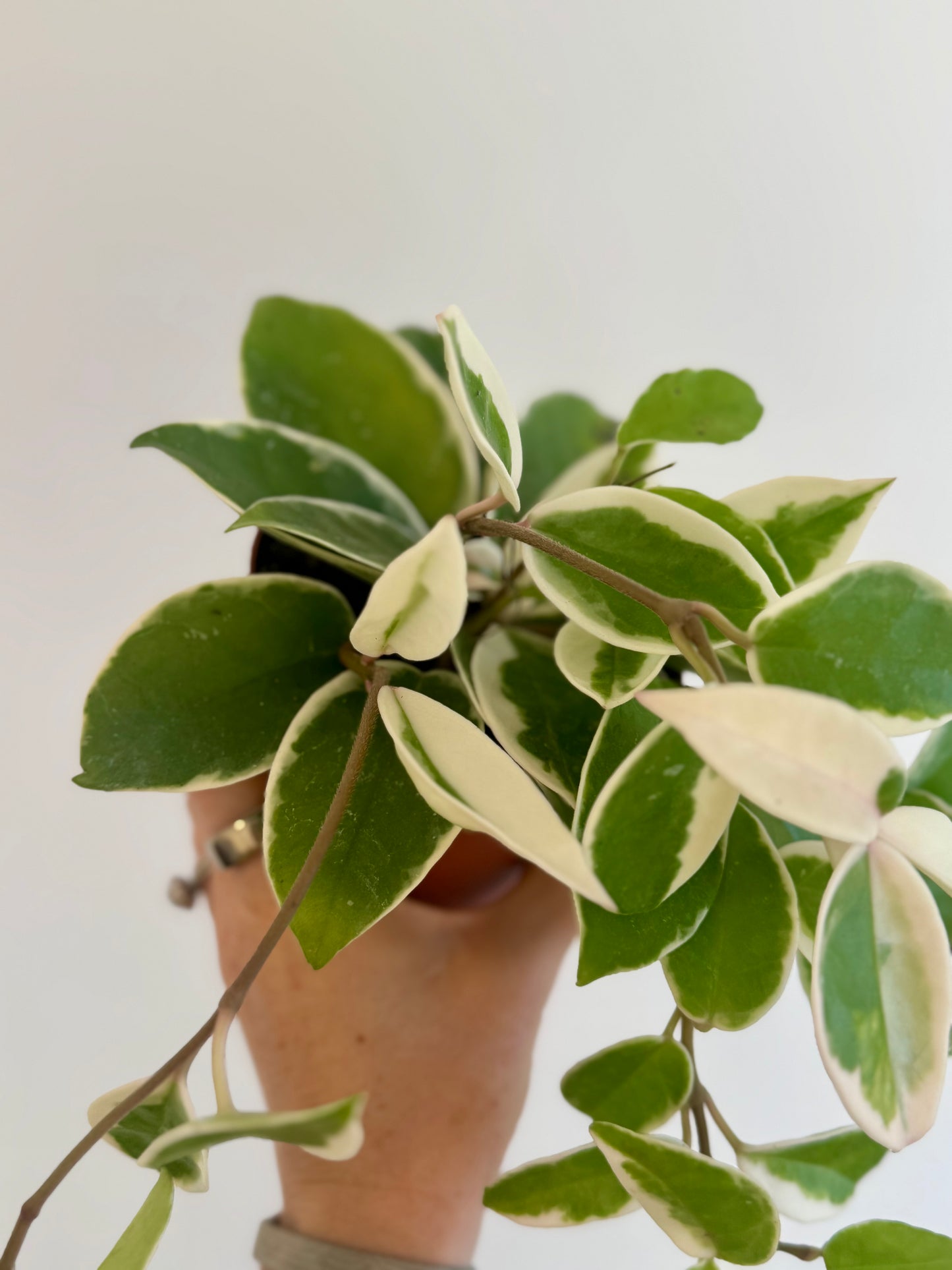 4" Hoya Krimson Queen